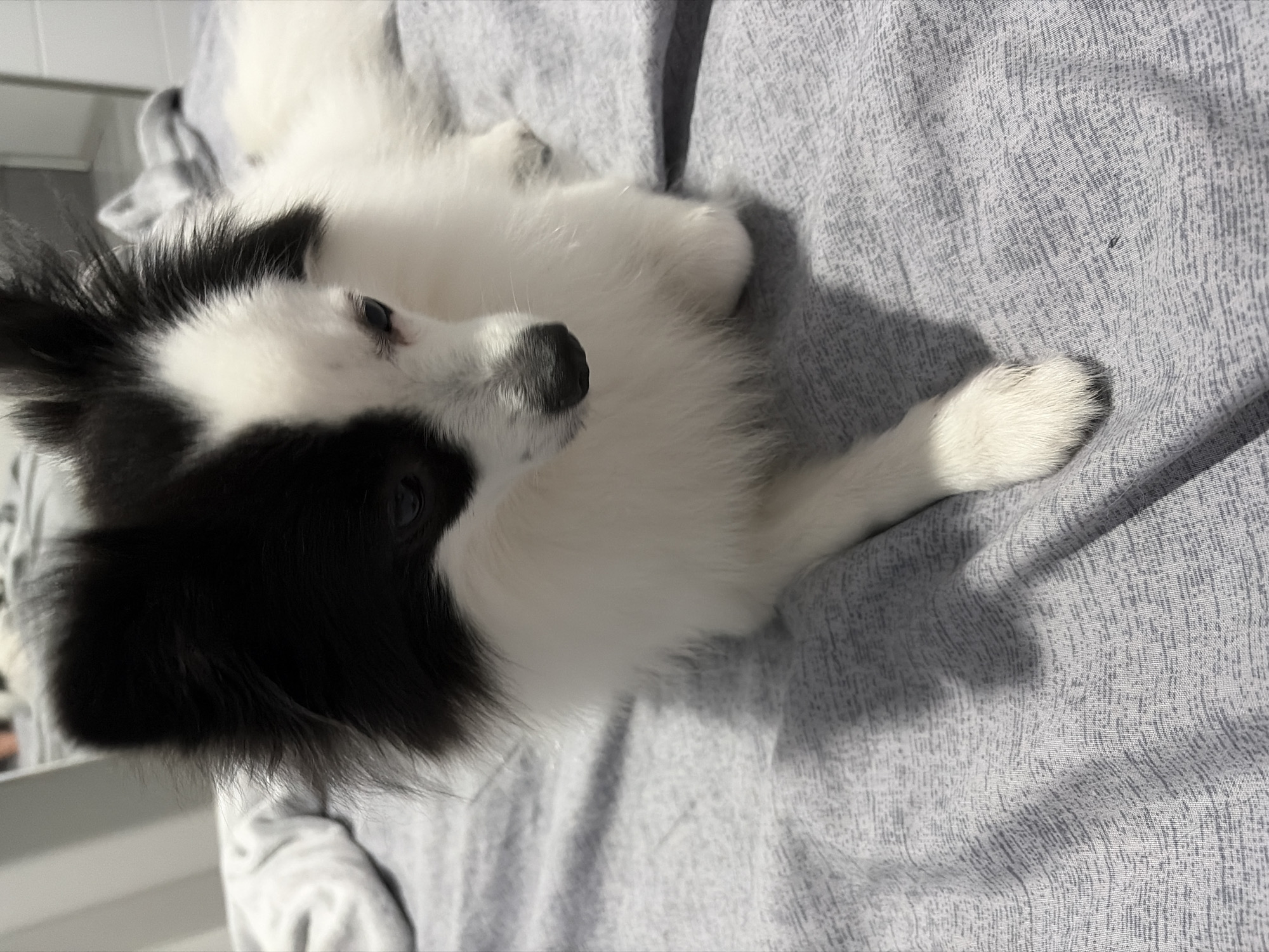 A black and white dog lies on a grey textured blanket. The dog is facing to the right of the frame, with its head turned slightly downwards. Its left eye is visible, and its right eye is partially obscured by fur. The dog's fur is long and fluffy, particularly around its face and ears. One of its front paws is extended forward, resting on the blanket. The background is softly blurred, with hints of other blankets or bedding. The scene appears to be indoors. There is no information available to place this image in Stara Zagora, Bulgaria.