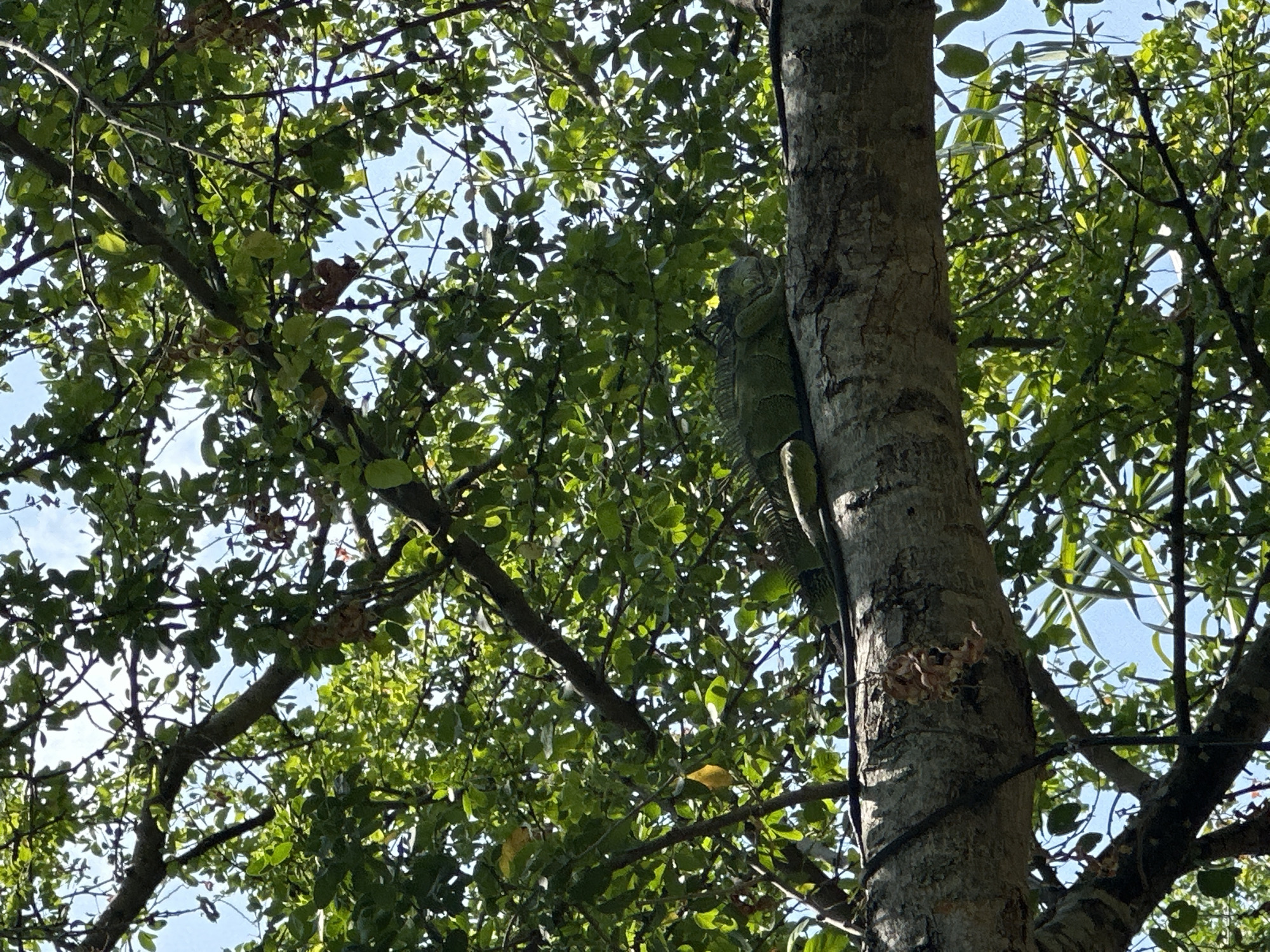 A green iguana clings to the trunk of a tree surrounded by dense foliage. The tree is located outdoors. The sky is partially visible through the leaves. The location is Jicarero, Mexico.