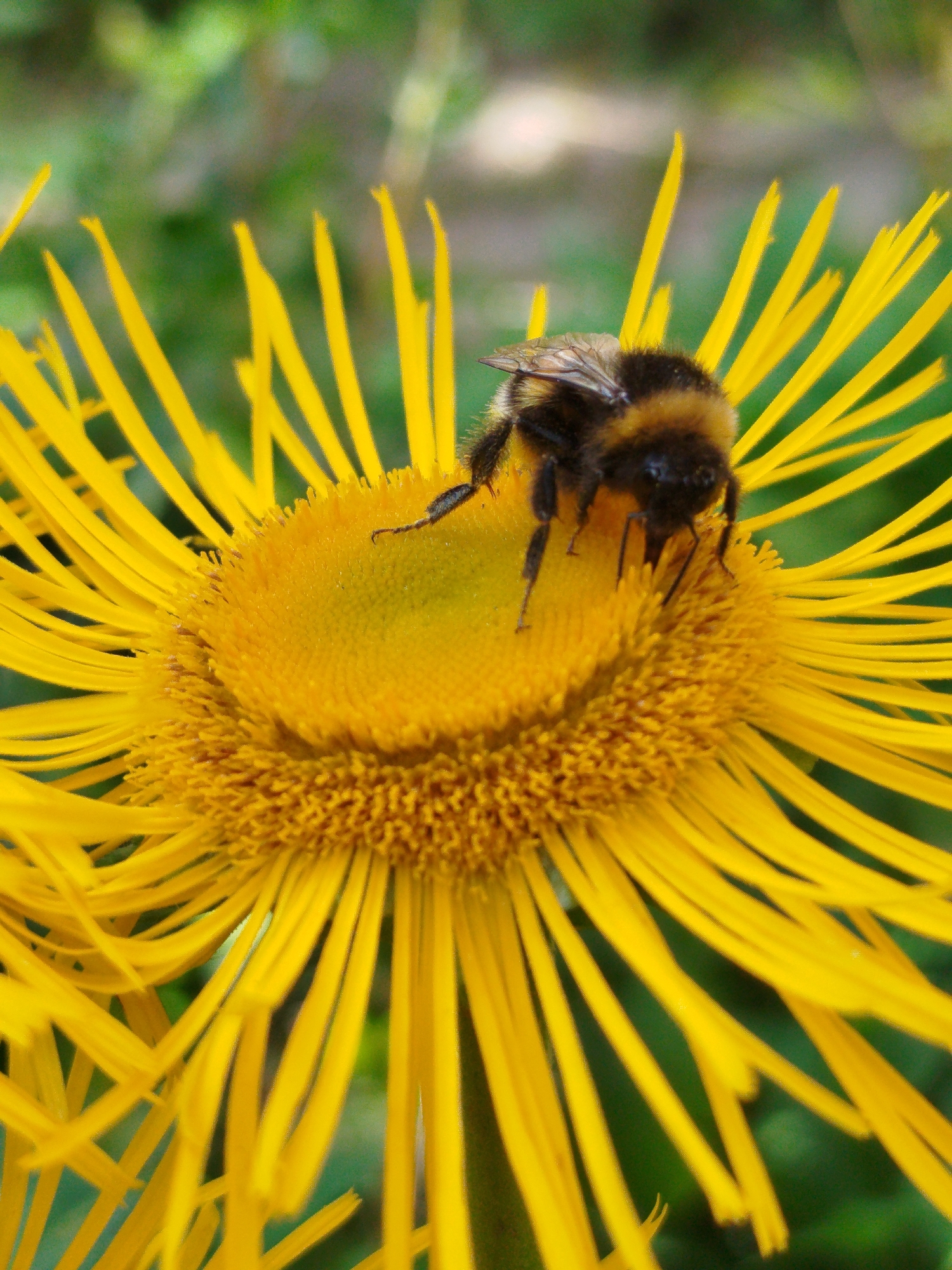 A close-up, eye-level, vertical shot shows a bumblebee on a bright yellow flower. The bee is black and yellow with translucent wings. It is positioned on the center of the flower, which has a fuzzy brown center and long, thin yellow petals extending outwards. The background is blurred green foliage, suggesting an outdoor, natural environment. The location is not specified in the image.