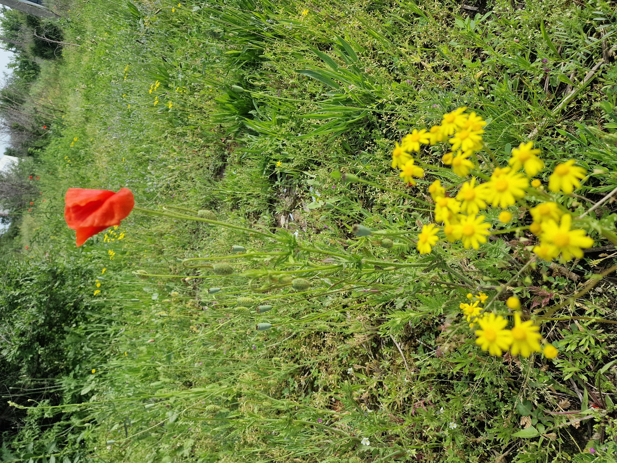 The image shows a field in Aleksandrovskoye, Russia, covered with green grass and various wildflowers. A vibrant red poppy flower stands out on the left side of the frame. Clumps of yellow daisies are scattered throughout the field, particularly on the right. In the background, trees and foliage are visible. The scene is a natural, outdoor setting.