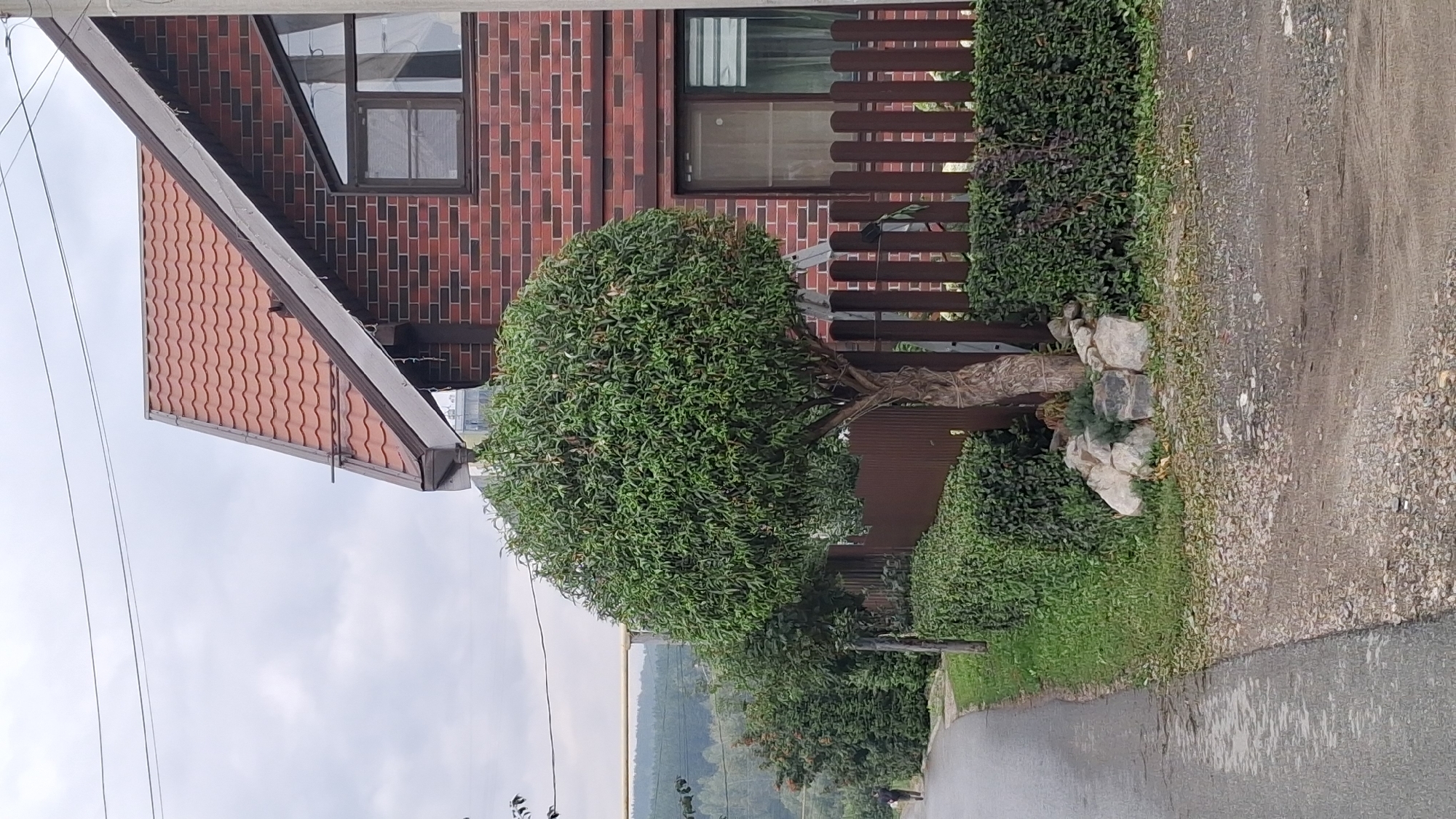 The image depicts a street scene in Novosibirsk, Russia, likely a residential area, with a modern brick house on the right. The house features a reddish-brown tiled roof and dark brown window frames. In front of the house, there's a neatly trimmed green hedge and a brown wooden fence. A spherical, topiary-style tree with lush green foliage stands prominently in the foreground, next to the fence.
To the left of the tree and hedge is a grey asphalt road, curving slightly as it recedes into the distance. On the road, a person in dark clothing is walking away from the camera. Further back, a line of trees and vegetation forms a natural backdrop. The sky is overcast, suggesting a cloudy day. The ground bordering the road and the fence is covered with gravel and some fallen leaves. A light-colored pipe runs horizontally across the background, above the vegetation. There are also overhead power lines visible against the sky.