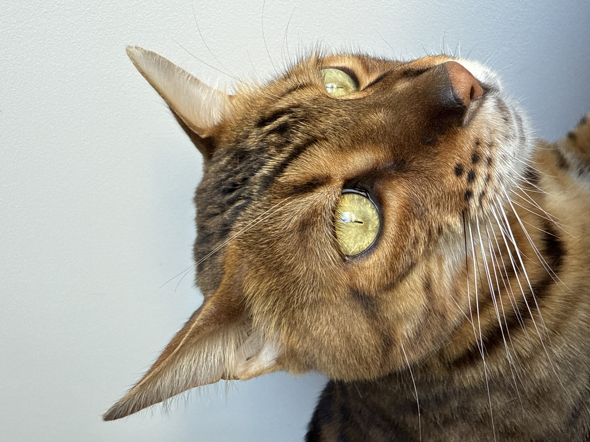 A close-up, eye-level, medium shot shows the head of a Bengal cat against a plain, light grey background. The cat is facing to the right, with its body extending out of the frame to the left. Its fur is a mix of golden brown with dark brown to black spots and stripes. The cat has large, luminous green eyes with slit pupils that reflect light. Its ears are pointed and alert, with a lighter fur color on the inside. The cat's whiskers are long and white, fanning out from its snout. The nose is a pinkish-brown color. The lighting suggests an indoor setting with a light source coming from the right, casting soft shadows. There is no indication of the cat's location in Sochi, Russia.