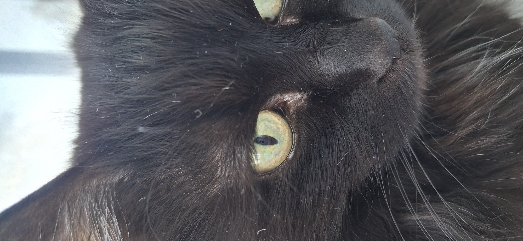 A close-up, upside-down view shows the head of a black cat with long fur. The cat has yellowish-green eyes with slit pupils. The texture of the cat's fur is visible, with some white hairs intermixed. The cat's nose is prominent in the center of the image. The background is out of focus and appears to be a light color. There is no evidence to indicate the location of the image being Chaikovsky, Russia.