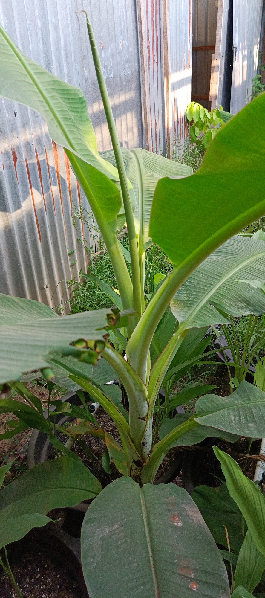A close-up, eye-level shot captures the base and lower stem of a lush green banana plant, with a tin wall in the background. The plant's thick, vibrant green pseudostem is prominently featured, with several large, textured leaves unfurling upwards and outwards. One leaf in the foreground shows minor damage, with small holes. A tall, slender green shoot, possibly a developing flower stalk, emerges from the center of the plant, its tip curled over. The background is dominated by a corrugated tin wall, showing signs of rust and weathering, with vertical seams and a patchy, worn texture. Sunlight casts shadows and highlights on the wall, indicating it is daytime. Beyond the tin wall, glimpses of dry grass and other foliage are visible. The banana plant is likely in a pot or a garden bed, with dark soil visible at the base. The scene suggests an outdoor setting, possibly a backyard or a common area in a residential or agricultural area in Meunasahmesjid, Indonesia.