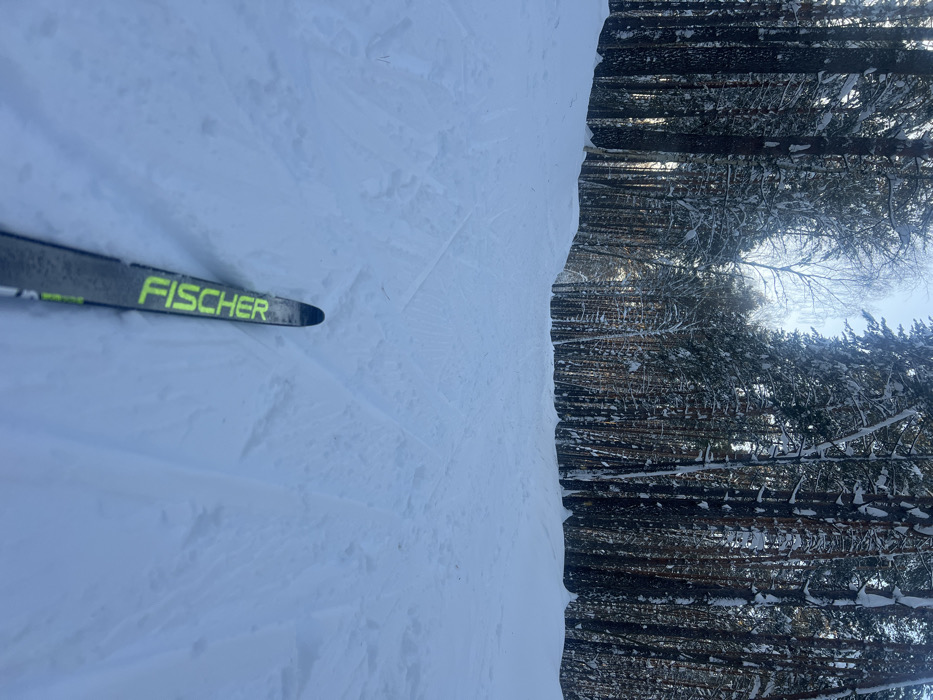 A first-person perspective photograph depicts a snow-covered cross-country ski trail within a dense forest park or ski area in Kazan, Russia. The lower central foreground features the top portion of a single black and grey Fischer-brand cross-country ski, displaying "FISCHER" in bright yellow-green text. The ski rests on a groomed snow path with visible parallel ski tracks and boot impressions. The path slopes gently forward and slightly downhill, winding into a forest dominated by snow-laden coniferous trees, primarily pines. A lone deciduous tree, likely a birch, stands among the conifers towards the left mid-ground. The sky, visible as a clear light blue strip above the tree line, indicates a bright winter day. No individuals are visible, but the presence of the ski implies a skier's activity.