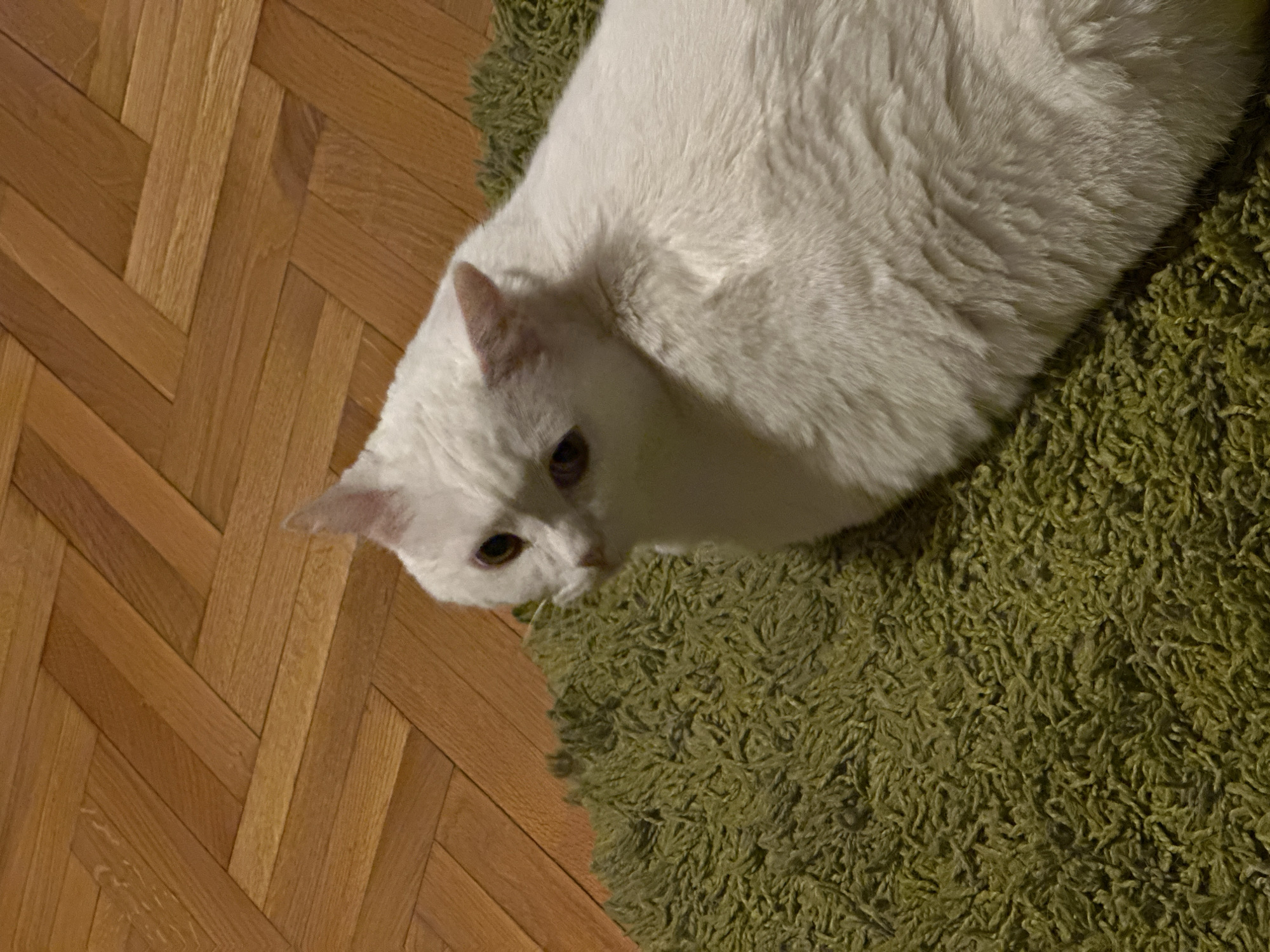 A white cat is lying partially on a green shag rug, which is itself positioned on a parquet wood floor. The cat is facing left, towards the floor, and its head is angled downward. The floor is a herringbone pattern. The photograph appears to be taken from an overhead perspective. Novi Sad, Serbia cannot be confirmed based on the provided image.