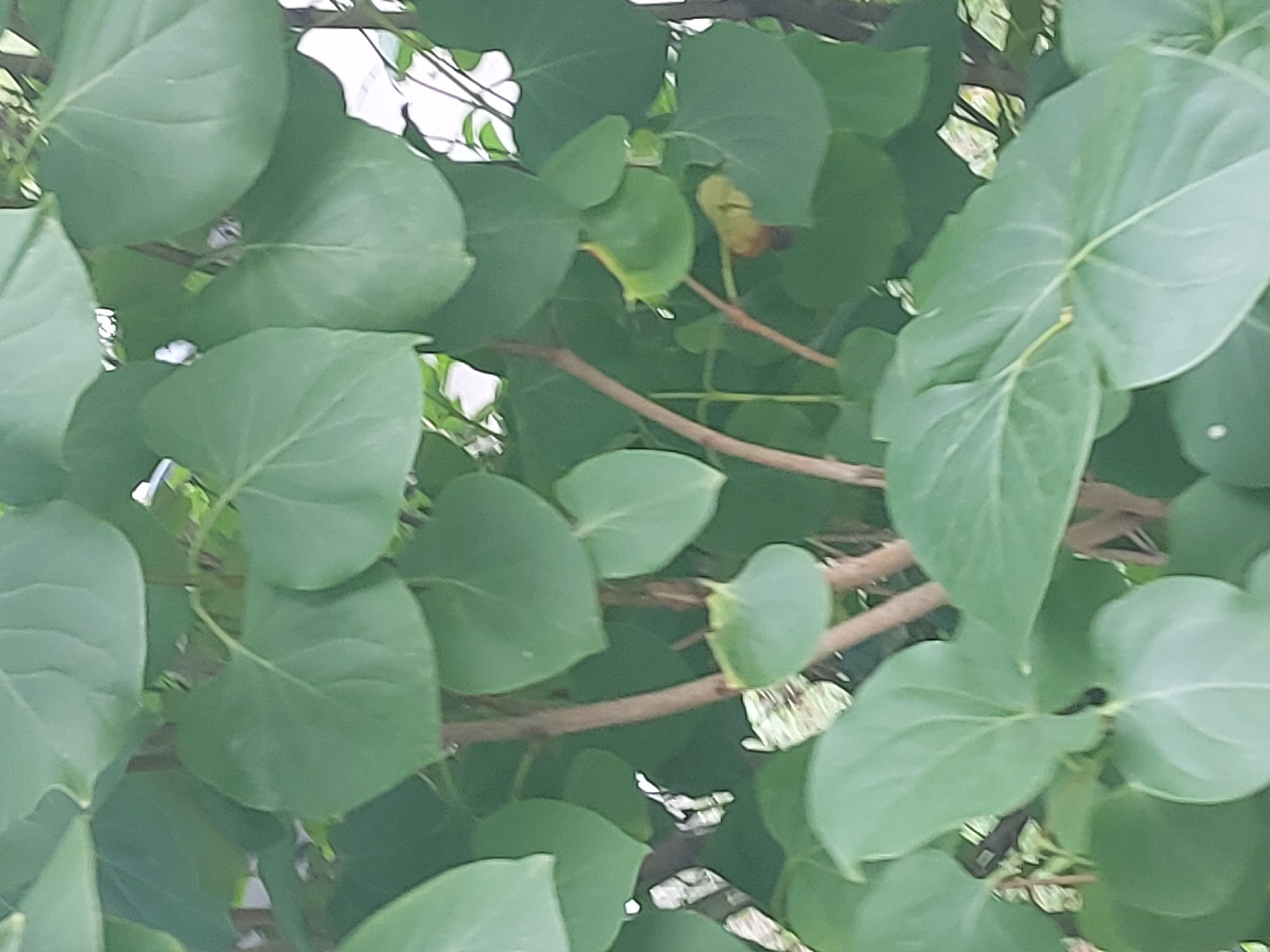 A close-up, slightly blurred, eye-level shot captures a dense cluster of vibrant green leaves and thin, brown branches. The leaves are heart-shaped with visible veins and have a matte finish. Some leaves are partially obscured by others, creating a layered effect. In the background, out-of-focus glimpses of lighter greenery and a bright, white structure are visible. A small, yellow flower with a dark center is also present, peeking out from behind a leaf. There are no people or animals visible in the frame. The scene appears to be an outdoor natural setting, possibly a garden or park, in Belogorsk, Russia.