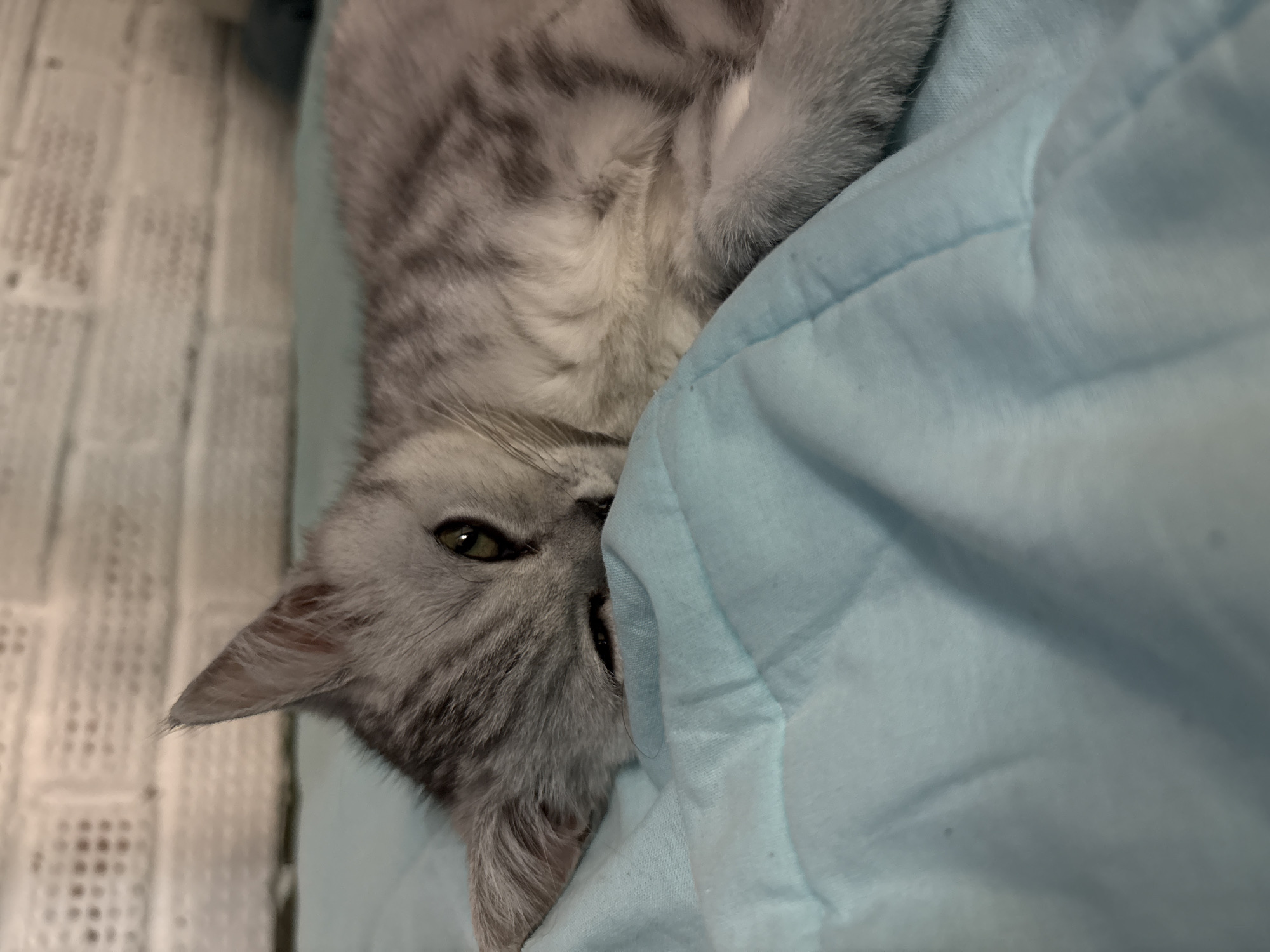 A gray tabby cat is lying on a light blue quilted blanket, partially covered. The cat's head is tilted downwards and partially obscured by the blanket. One green eye is visible. The background includes a textured white surface. There is no evidence to suggest this image was taken in Izhevsk, Russia.