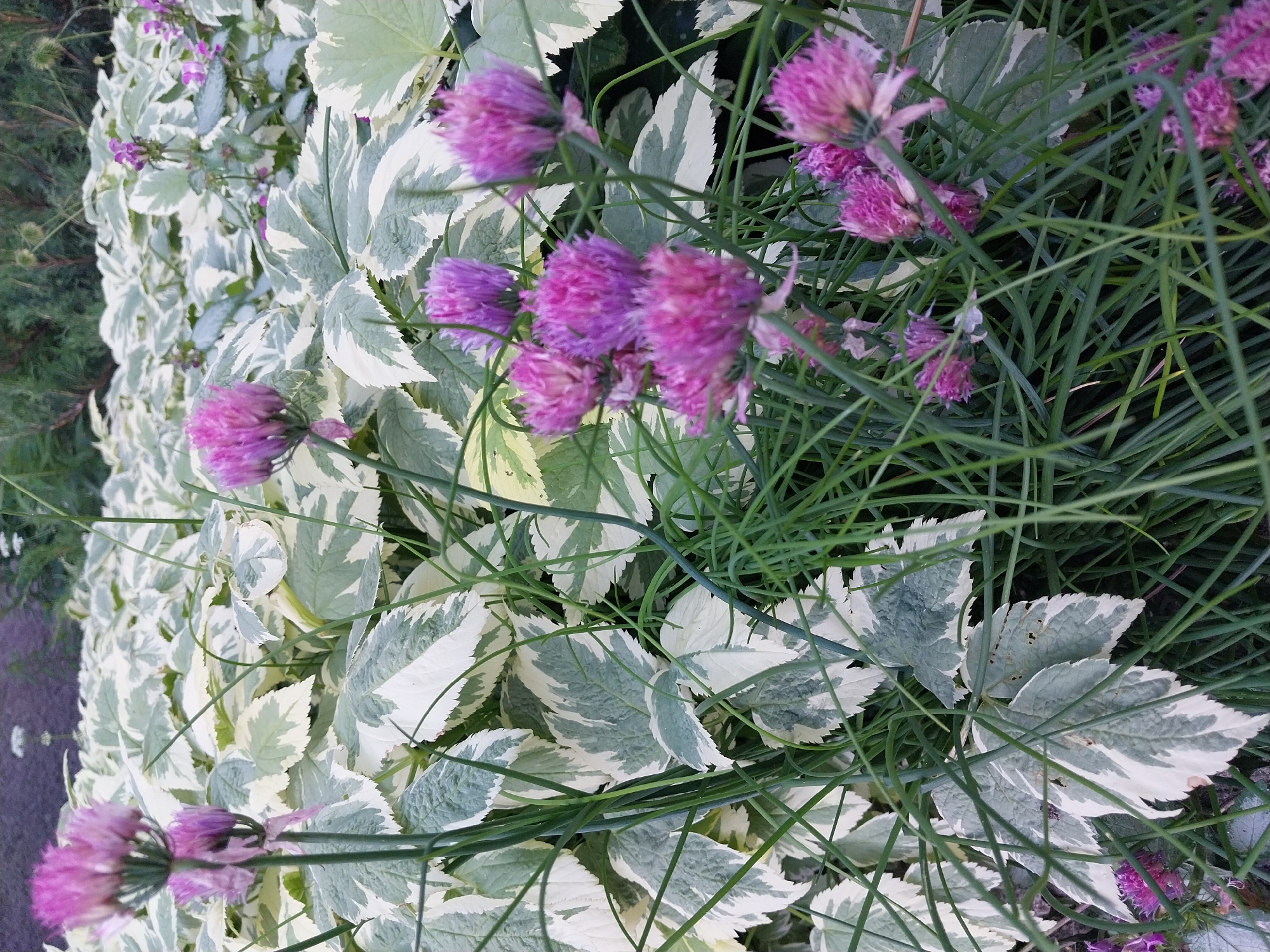 The media file is a close-up, vertical-oriented photograph of a garden. The primary subjects are flowering chives with purple blossoms and variegated leaves of a plant that appears to be a ground cover. The chives are in various stages of bloom, with some appearing as full, spherical flower heads and others as buds or partially opened. The variegated leaves are predominantly white with green or greyish-green marbling, and they have serrated edges. Thin, green, grass-like stems of the chives are interspersed throughout the frame, partially obscuring the leaves. The background consists of more of the variegated foliage and some out-of-focus green plants, suggesting a dense garden setting. The lighting appears to be natural daylight, possibly overcast or early morning/late afternoon, as there are no harsh shadows. The overall impression is of a well-maintained garden with a focus on ornamental foliage and early summer blooms. No people, text, or specific activity are visible. The location context is Doslidne, Ukraine.