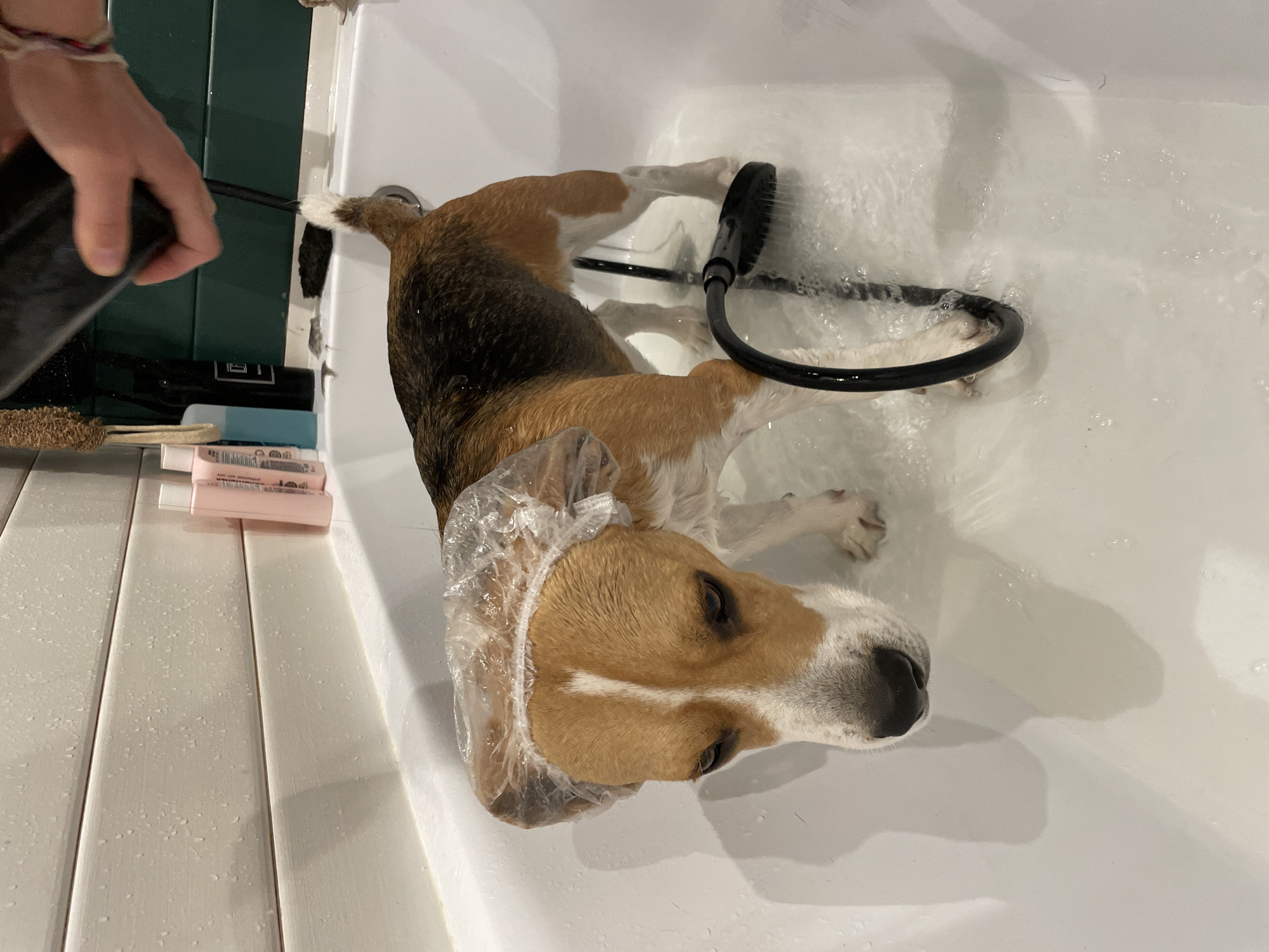 A medium shot, taken inside and from a slightly elevated angle, shows a brown, white, and black beagle dog in a white bathtub. The dog is partially submerged in water and is wearing a clear plastic shower cap on its head. A black showerhead is directed at the dog. To the left of the tub, a hand holds a black bottle. Several bottles of toiletries are lined up on the left edge of the tub. The walls are white painted panels. The location is Timokhovo, Russia.