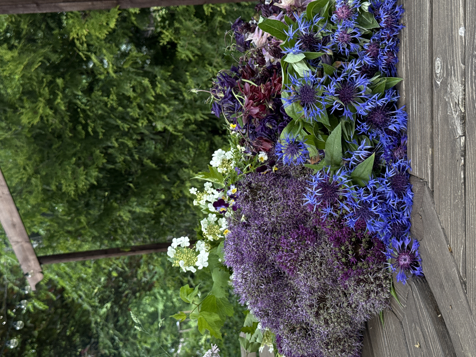 A close-up shot presents a bouquet of vibrant flowers arranged against a backdrop of greenery and a weathered wooden surface. The floral arrangement includes clusters of deep purple allium, white flowers, and striking blue cornflowers. Some darker purple and burgundy blossoms are visible in the mix. The background features lush green foliage, suggesting an outdoor setting, possibly a garden or park. A weathered wooden beam or fence sits at the edge of the frame, adding a rustic touch. The location of Sapronovo, Russia, is provided context.
