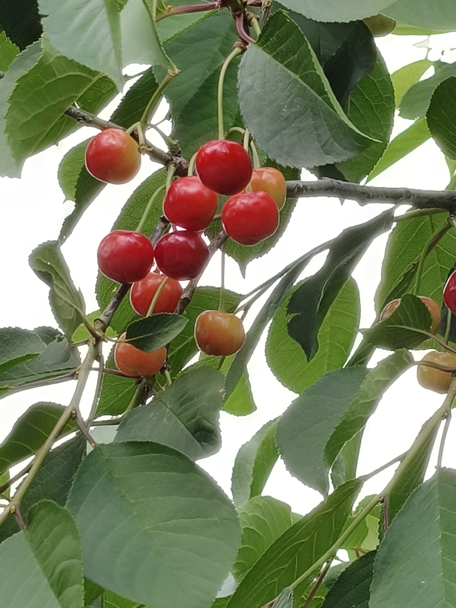 The image shows a close-up view of a cherry tree branch laden with ripe and ripening cherries and green leaves. The cherries are a mix of red and orange-red colors, varying in ripeness. They are clustered together on thin stems attached to a brown branch. The leaves are a vibrant green, with visible veins and serrated edges. The background is a bright, out-of-focus white, suggesting a bright sky. The scene is natural and appears to be outdoors. There are no people or buildings visible. The image does not contain any information indicating its location in Kryvyi Rih, Ukraine.