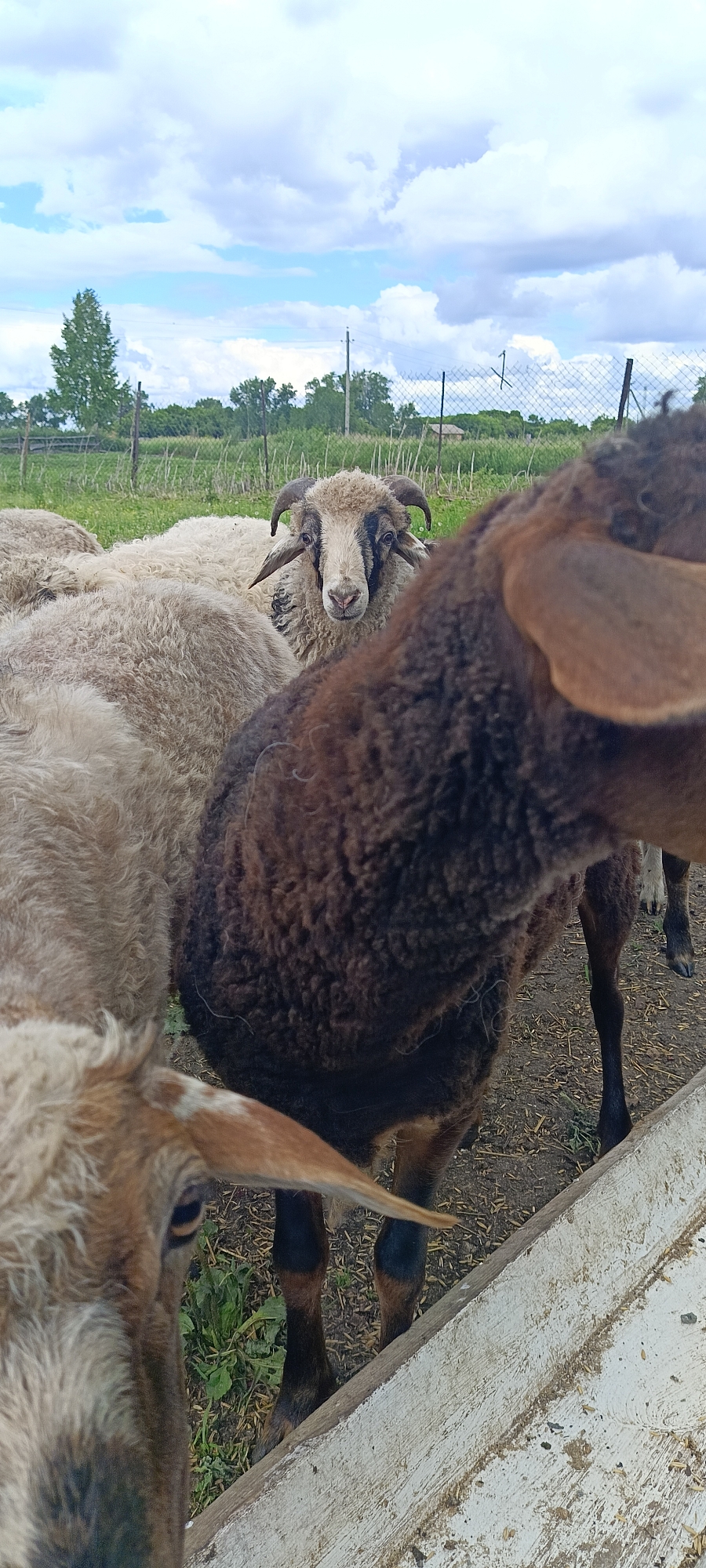 The image shows a close-up view of several sheep in an outdoor enclosure. The sheep are the primary subjects, with a few partially visible. One sheep in the center is facing the camera, with its head held high. It has light-colored wool, dark markings around its eyes, and curved horns. Another sheep in the foreground is mostly obscured, with its dark brown wool and ear prominently featured. Other sheep with lighter wool are visible behind the central sheep.
The setting appears to be a rural area, likely a farm or pasture, in Каменное, Russia. In the background, a wooden fence and wire fencing are visible, along with scattered trees and vegetation. The sky is cloudy with patches of blue. The ground is covered with dry grass and some scattered straw, suggesting an outdoor pen or feeding area.
The time of day appears to be daytime, given the natural lighting. The weather seems to be partly cloudy. There is no visible text in the image. The overall impression is of a candid shot of farm animals in their environment.