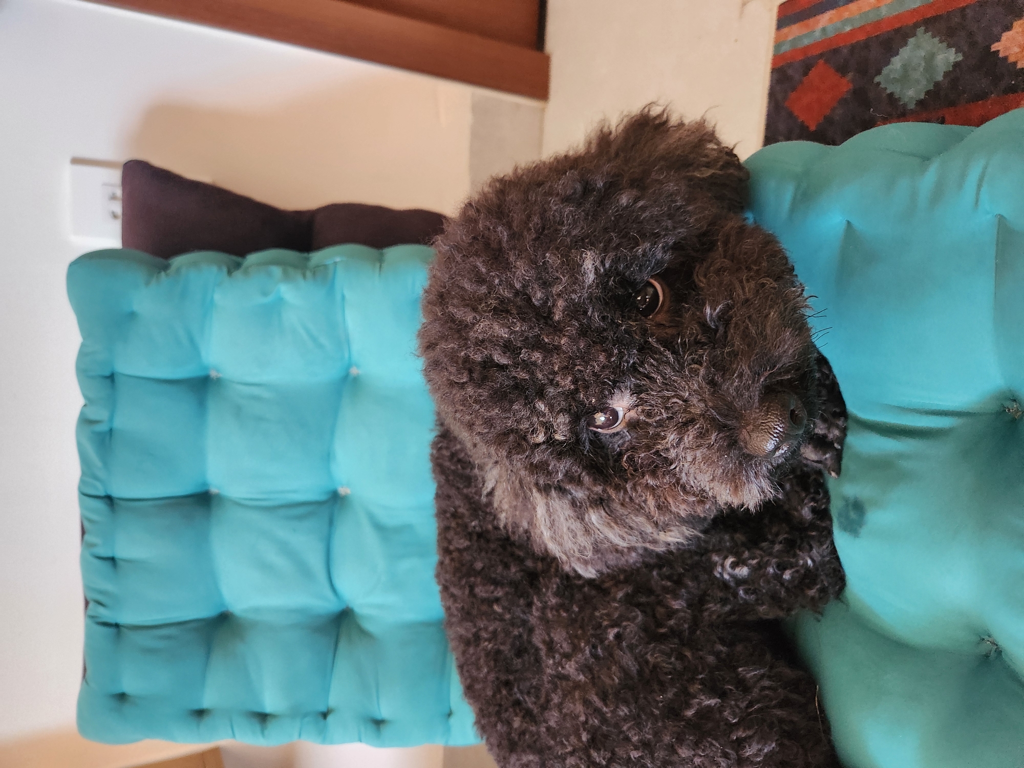A dark brown poodle with curly fur is resting on a teal tufted cushion on a chair. The dog's head is resting on the cushion, and its eyes are looking directly at the camera. The background shows a white wall with a light switch and a sliver of a wooden door. A patterned rug is visible on the floor to the right of the chair. The scene appears to be indoors, likely in a home or apartment. There is no indication of Đà Nẵng, Vietnam in the image itself.