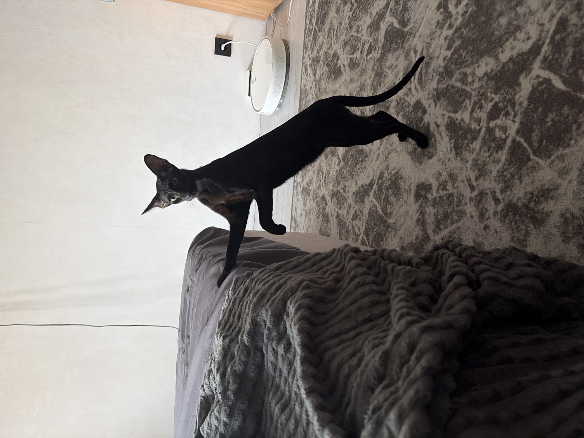 A medium-shot, indoor photograph shows a black cat in mid-air leaping from a gray bed to a gray patterned rug, in Chaikovsky, Russia. The cat is stretched out with its head oriented towards the left of the frame and its tail towards the right. A white disc-shaped object is mounted on a white wall behind the cat, and a wooden surface is partially visible above it. The bed has a gray comforter on it. The wall to the left of the bed is white. The photograph is slightly tilted clockwise.