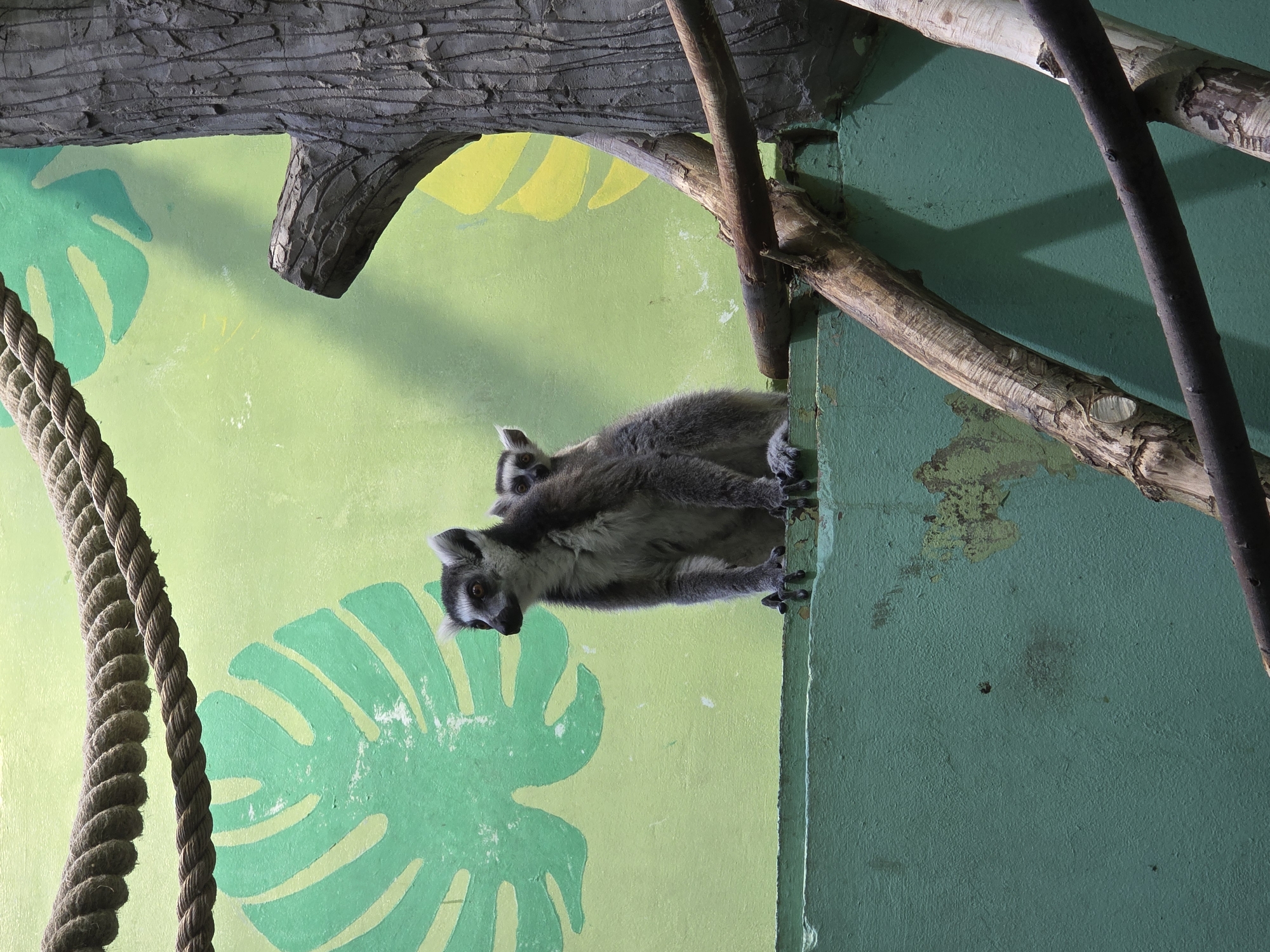 The image shows two lemurs clinging to a green wall, which appears to be part of an enclosure in a zoo. The wall is decorated with large green tropical leaf designs on a light green background. There is also a thick rope hanging vertically on the left side of the image, and wooden branches and a simulated tree trunk structure above the lemurs, adding to the enclosure-like setting. The location is unknown, as Uspenskii, Russia, is not indicated in the image itself.