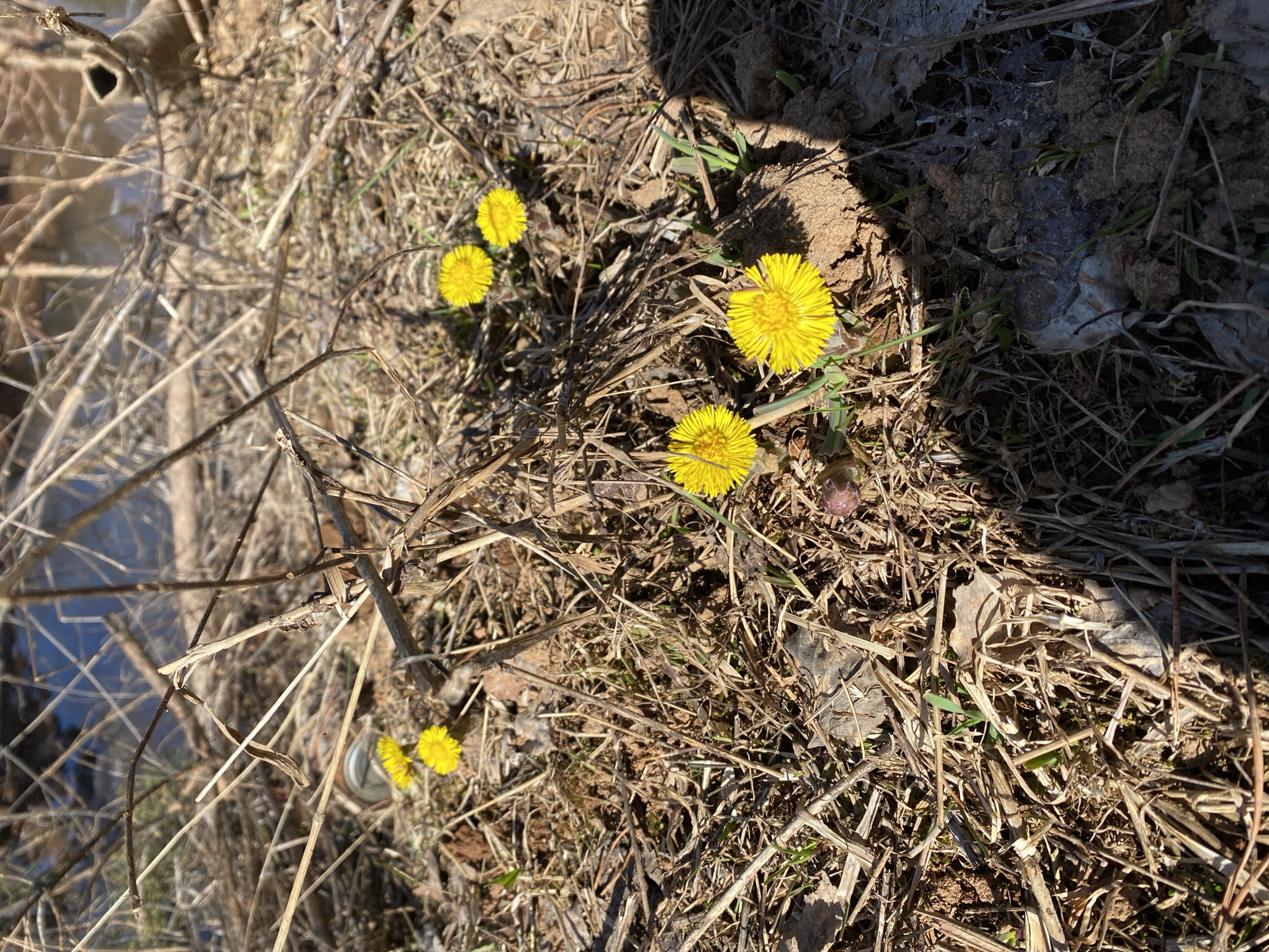 The image depicts a patch of ground covered with dry grass, twigs, and dead leaves. Five bright yellow flowers, likely Coltsfoot (Tussilago farfara), are scattered amongst the debris. In the background, blurred and out of focus, are traces of water and some other vegetation. The scene suggests an early spring environment where new growth is emerging from the remnants of winter. The location is provided as Ural'skoe, Russia.