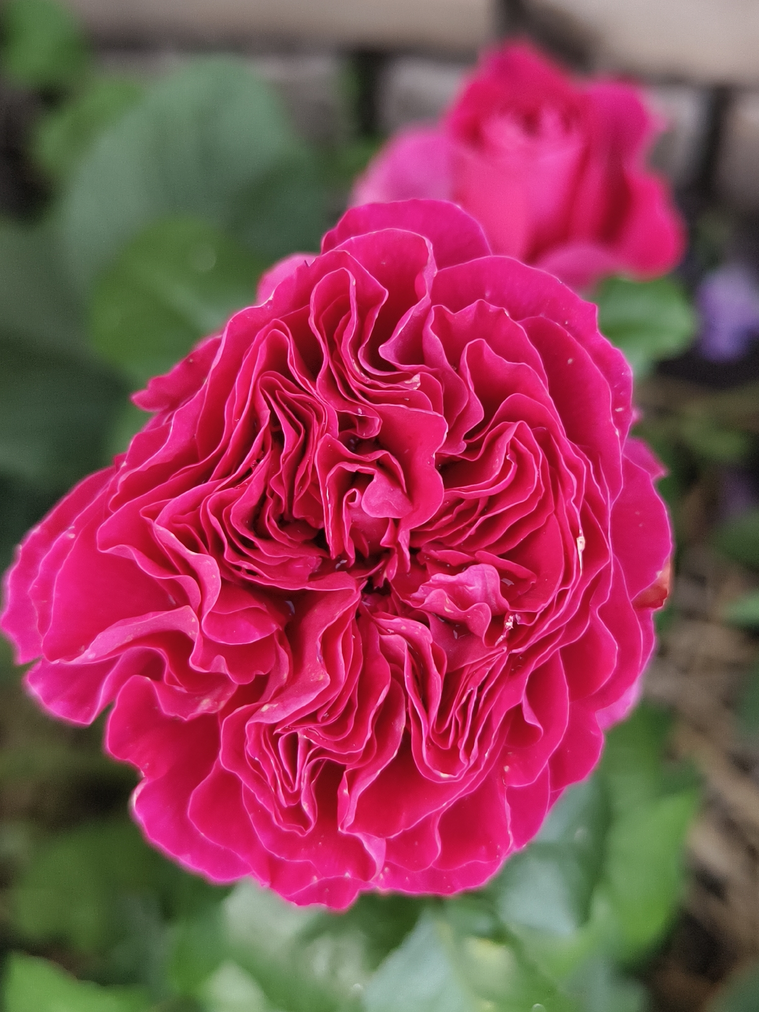 A close-up, slightly angled shot focuses on a vibrant fuchsia-pink rose in full bloom. The rose's petals are densely layered and ruffled, creating a complex, intricate pattern. Small water droplets are visible on some of the petals, suggesting recent rain or watering. In the blurred background, another fuchsia rose is visible, as well as green foliage and a hint of a brick wall and a wooden fence. The overall impression is one of lush, natural beauty, likely found in a garden or park setting within a city such as Семилетка, Russia.