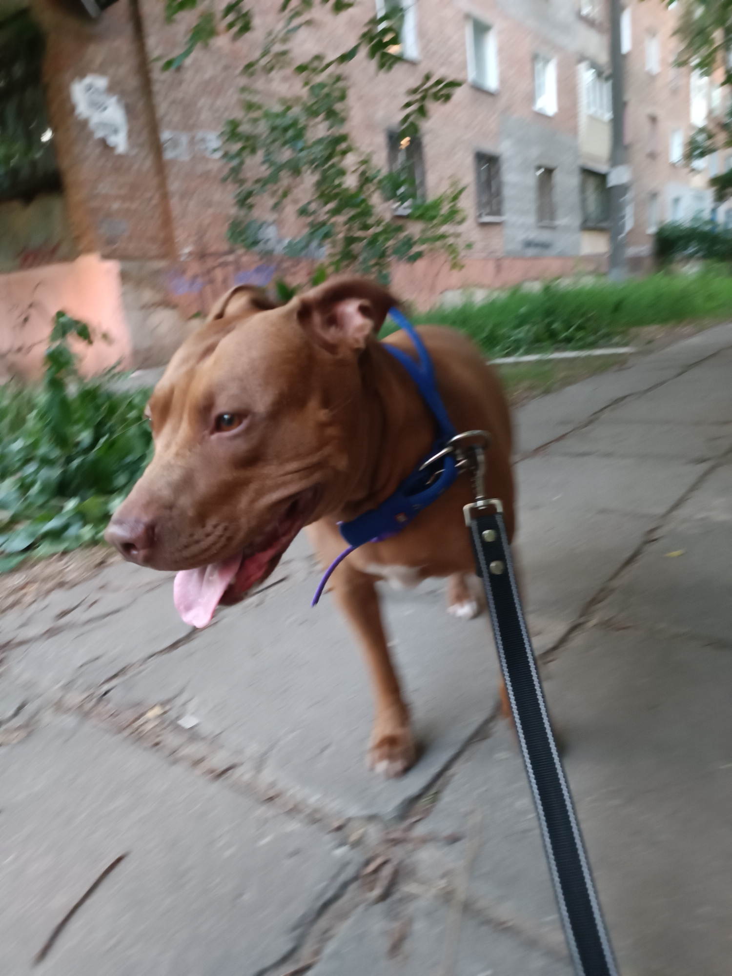 A brown pit bull dog with a blue collar is walking on a sidewalk next to a building in Zaporizhzhia, Ukraine. The dog is on a leash, and its tongue is hanging out. The building appears to be made of brick, and there are trees and grass around it. The sidewalk is made of concrete. The image is blurry, suggesting motion.