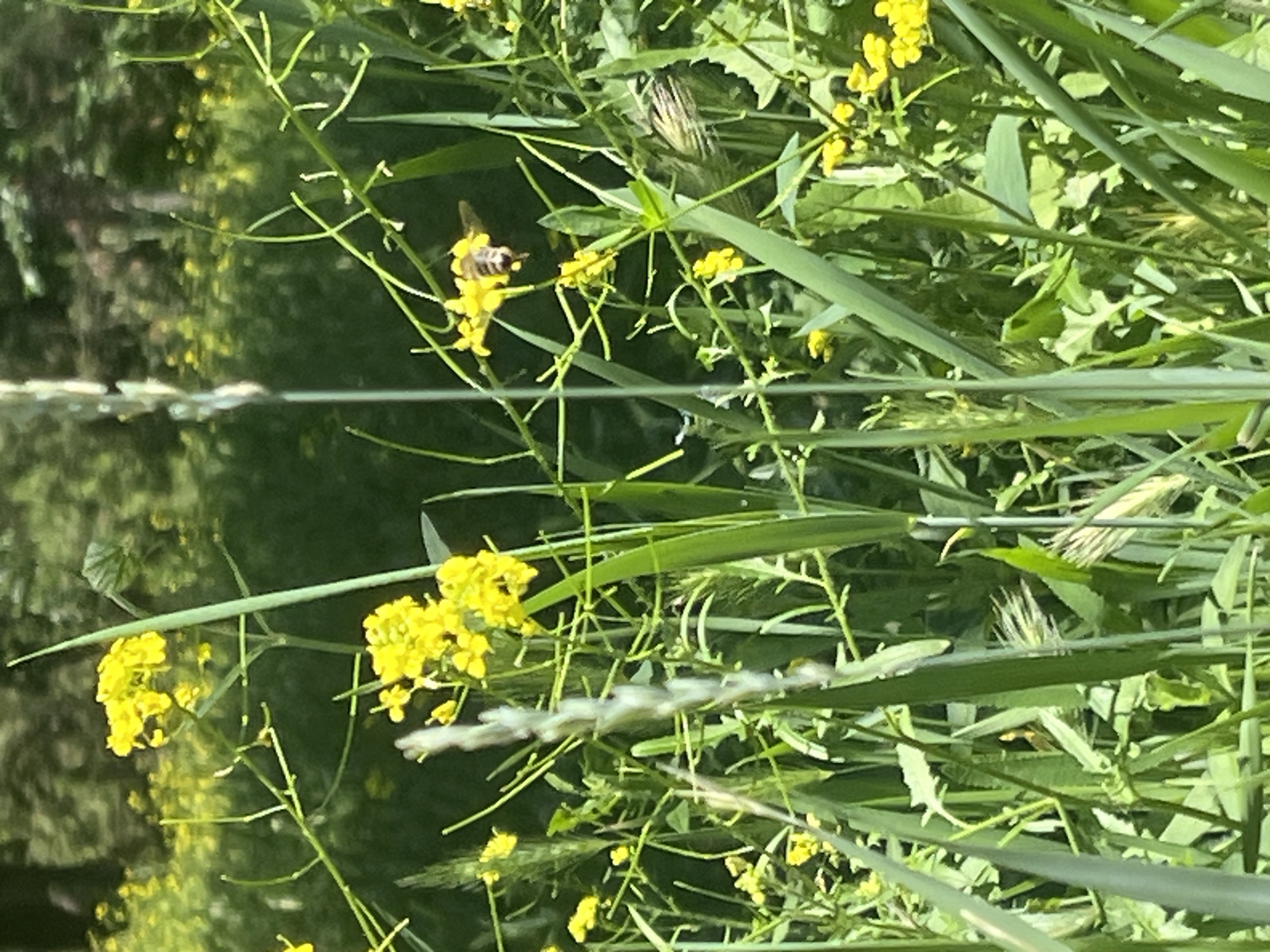 A honey bee is captured in mid-flight, its body angled downwards and its wings outstretched. The bee is positioned slightly to the right of the frame's center, hovering above a cluster of small, vibrant yellow flowers. The flowers are part of a delicate plant with thin green stems and leaves, creating a soft focus against a blurred green background. The overall impression is one of nature in a sunny outdoor environment. The image is undated and provides no specific information about its location in the city of Dnipro, Ukraine.