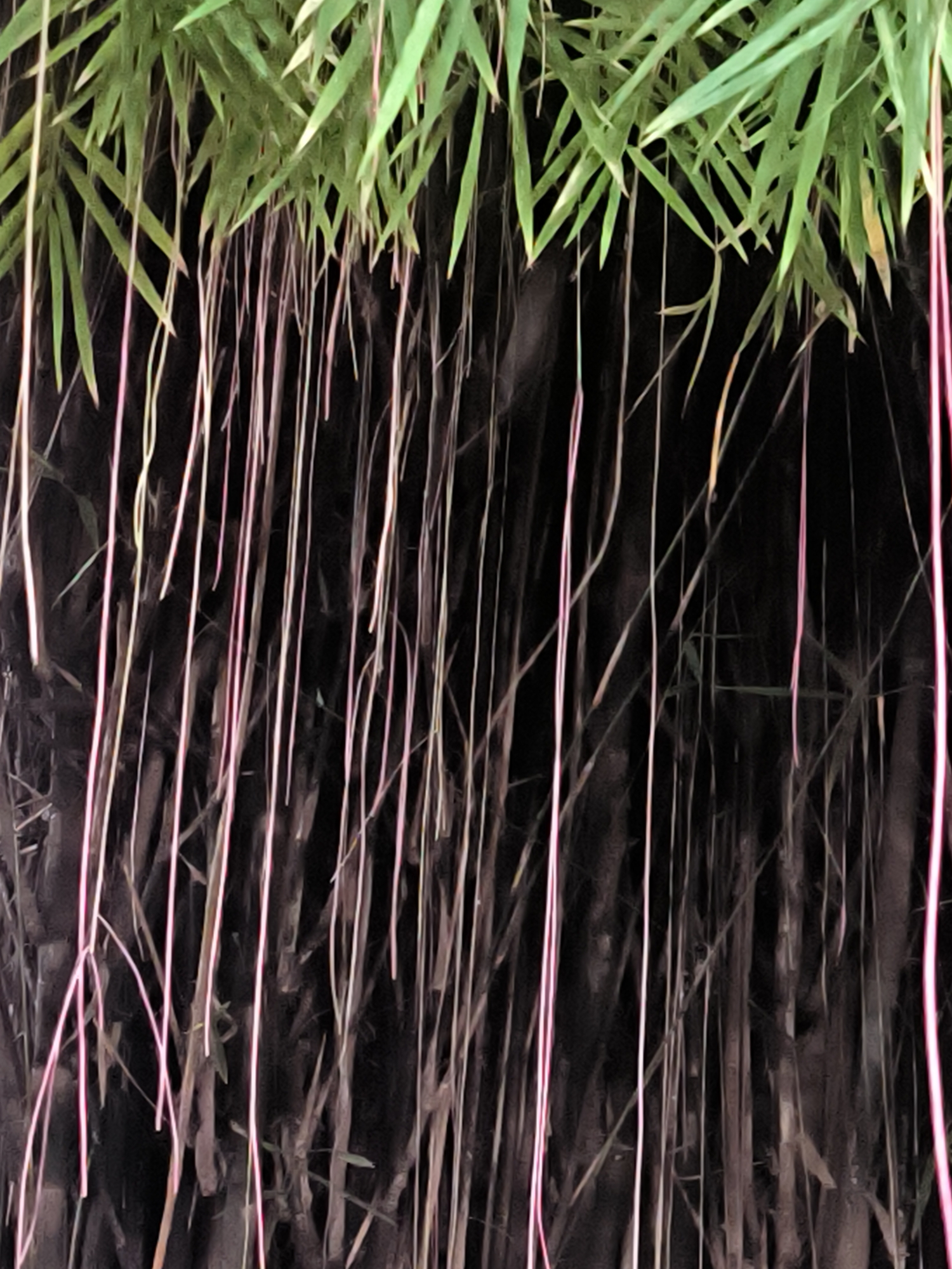 The image depicts a close-up view of hanging aerial roots, possibly from a banyan tree or similar plant, against a dark, out-of-focus background. The aerial roots are slender and numerous, with some exhibiting a pinkish hue. Green, blade-like leaves are visible at the top of the frame, suggesting the presence of the parent plant. The overall impression is one of dense foliage and hanging roots, creating a curtain-like effect. The scene does not contain any discernible human presence or activity. The lighting suggests it may be evening or nighttime, or that the area is heavily shaded. There is no information in the image to indicate its location in Lhokseumawe, Indonesia, or any other specific geographical area.