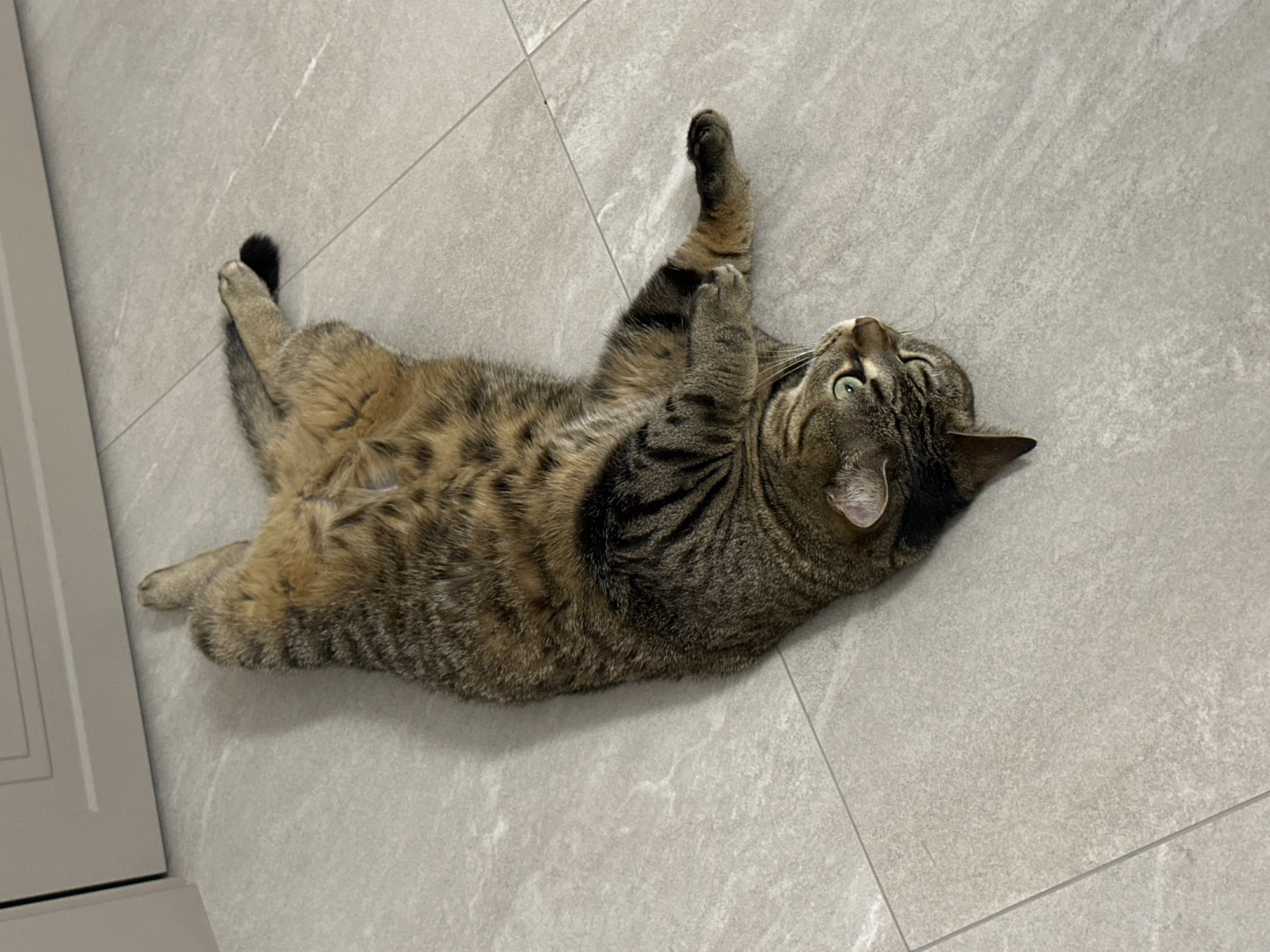 A brown tabby domestic shorthair cat is observed lying supine on a light gray tiled floor in an indoor setting within the city of Прикамский, Russia. The cat's body is elongated and oriented diagonally from the lower-left to the upper-right of the frame. Its fur displays distinct dark brown stripes against a lighter brown and tan background, with a lighter tan ventral area exposed. Both front and hind limbs are partially extended and splayed. The cat's head is tilted, and its green eyes are directed towards the viewer's upper right. The floor consists of rectangular, light gray tiles with dark grout lines. A light-colored baseboard or lower cabinet panel is partially visible along the upper left edge of the scene.