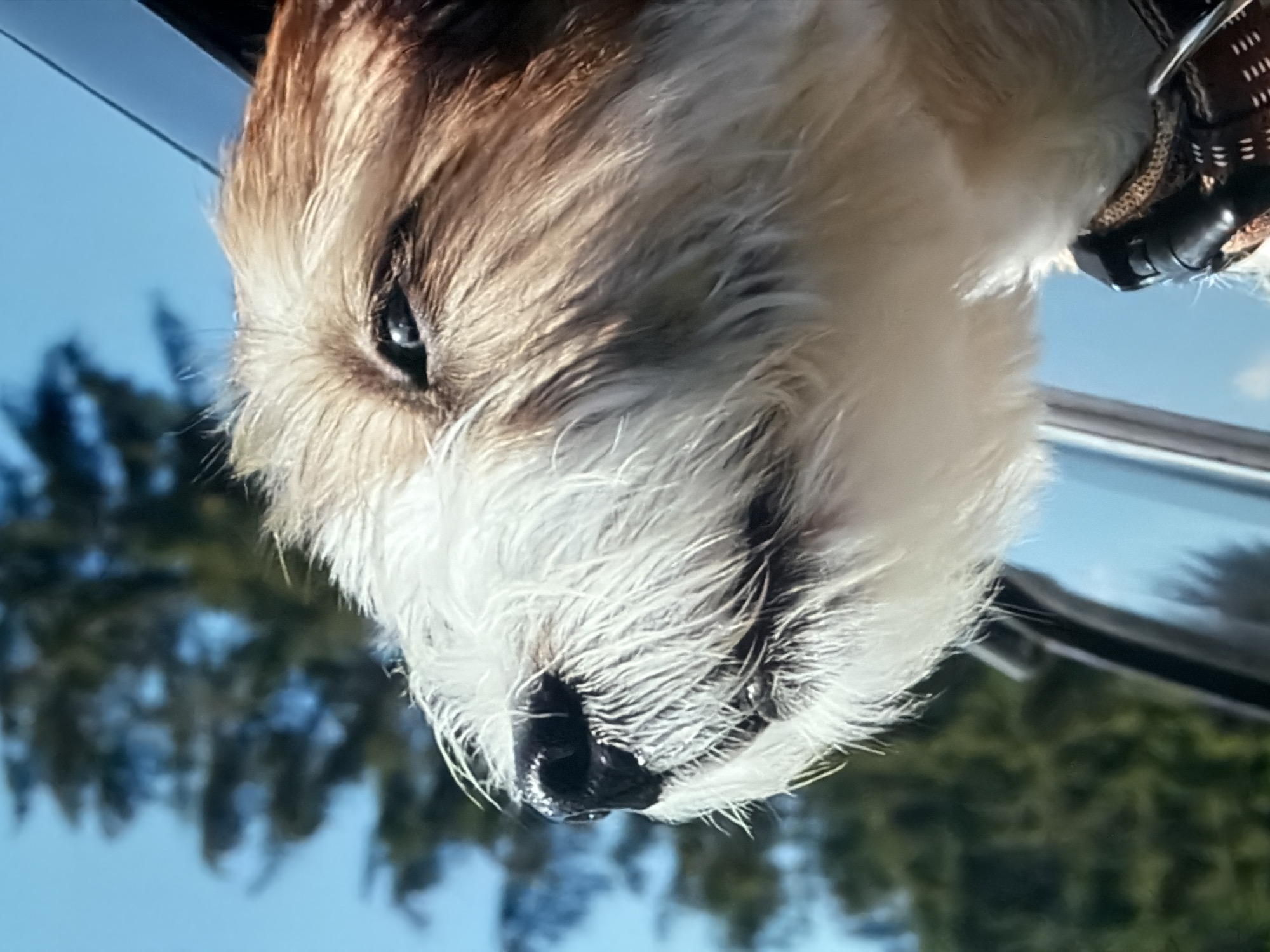 A close-up shot shows a shaggy, tan and white dog with its head out of a car window, looking to the left. The dog's fur is windblown, and its dark nose is prominent. In the background, out-of-focus green trees and a bright blue sky are visible. The dog is wearing a brown and black patterned collar.