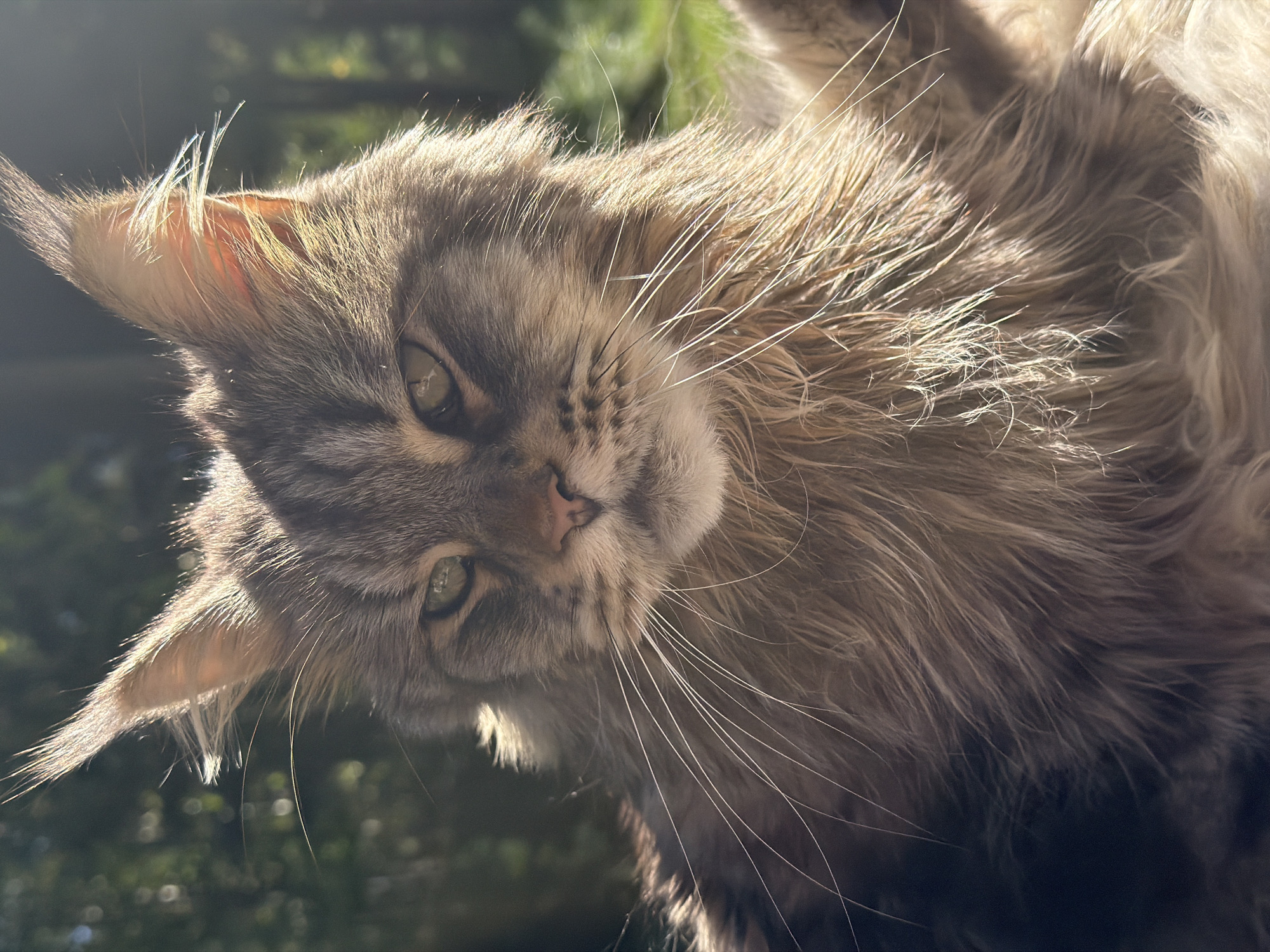 A close-up, eye-level outdoor shot shows the head and chest of a Maine Coon cat. The cat has long, gray and brown fur, prominent ear tufts, and long white whiskers. Its eyes are green and it appears to be looking slightly to the left of the camera. The background is blurred, with dark green foliage and dappled sunlight. The lighting suggests it is either early morning or late afternoon. This image was taken in Ленинское, Russia.