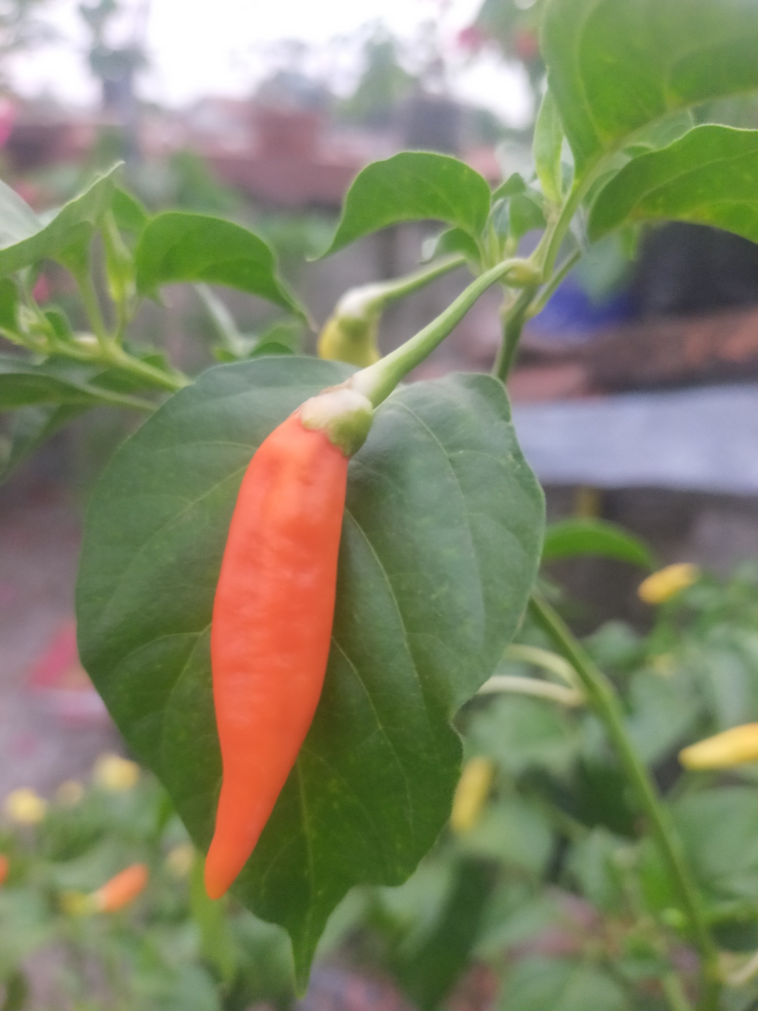 An orange chili pepper hangs from a green leaf on a plant. The background is blurred, showing green foliage and hints of a building. The image appears to be taken outdoors, likely in a garden or yard. The chili is the main subject, sharp and in focus, while the surroundings are softened.