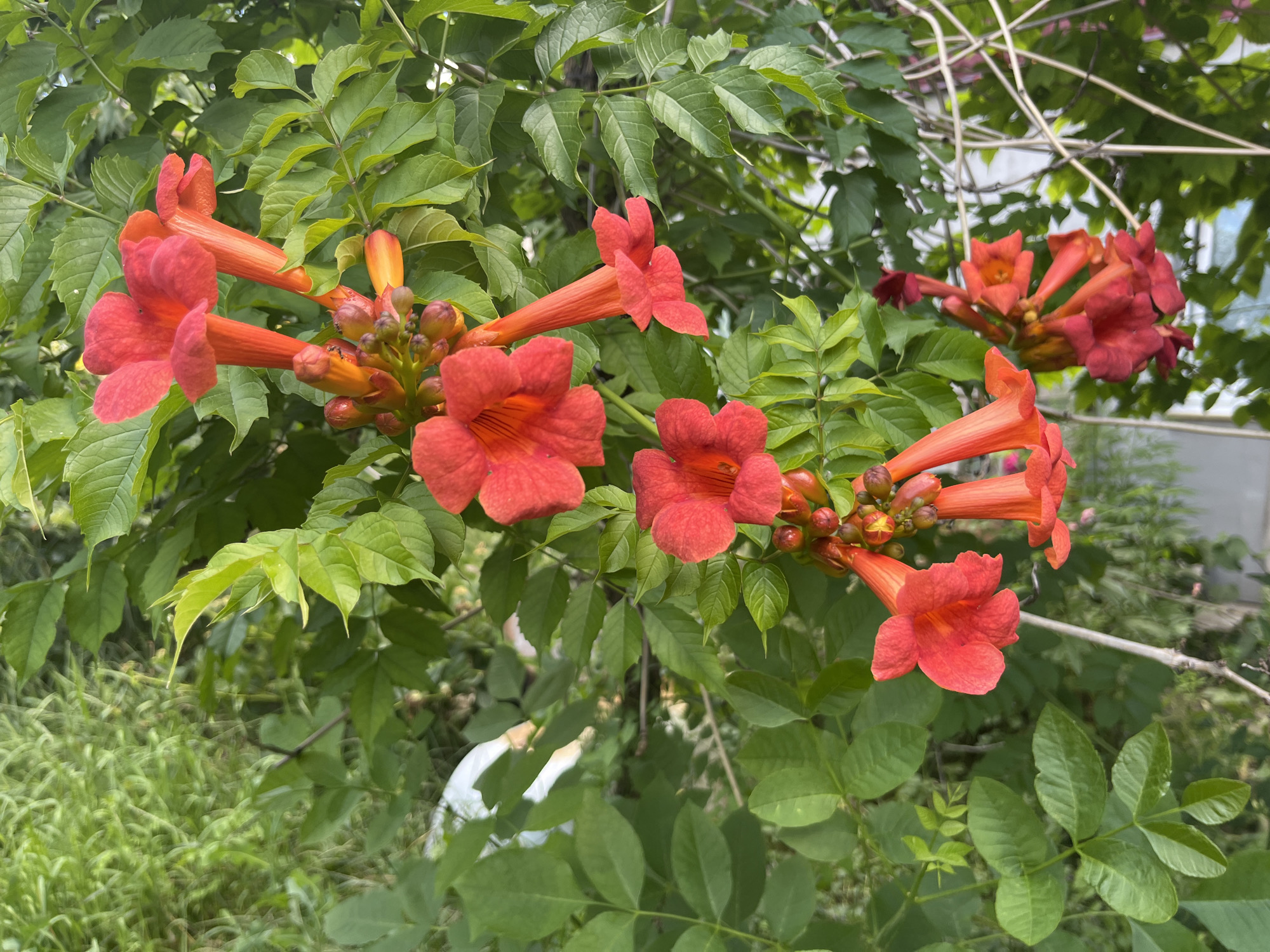 The image shows a close-up view of vibrant red-orange trumpet-shaped flowers with green foliage. The flowers are clustered on a vine that appears to be growing in an outdoor setting. In the background, there is some out-of-focus greenery and a white object, possibly a plastic bag, on the ground. The setting suggests a garden or natural area. The location in Bilenke, Ukraine, indicates a temperate climate suitable for such flowering plants.