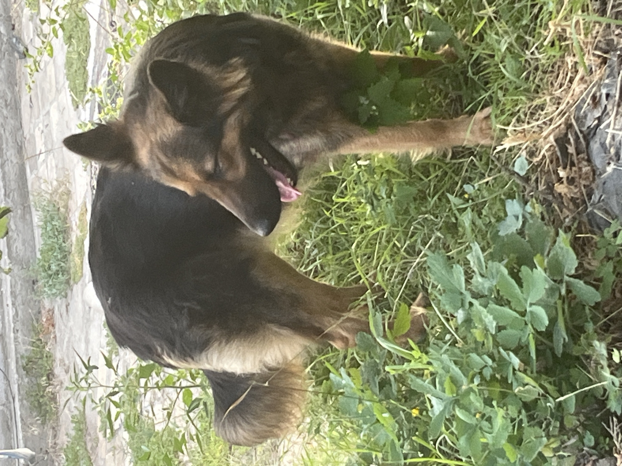 A German Shepherd is standing in green grass and foliage. The dog has its mouth open, with its tongue hanging out. Its eyes are partially closed. The background appears to be a paved area and some bushes. The image was taken outdoors on a sunny day. There is no discernible location in the city of Dnipro, Ukraine.