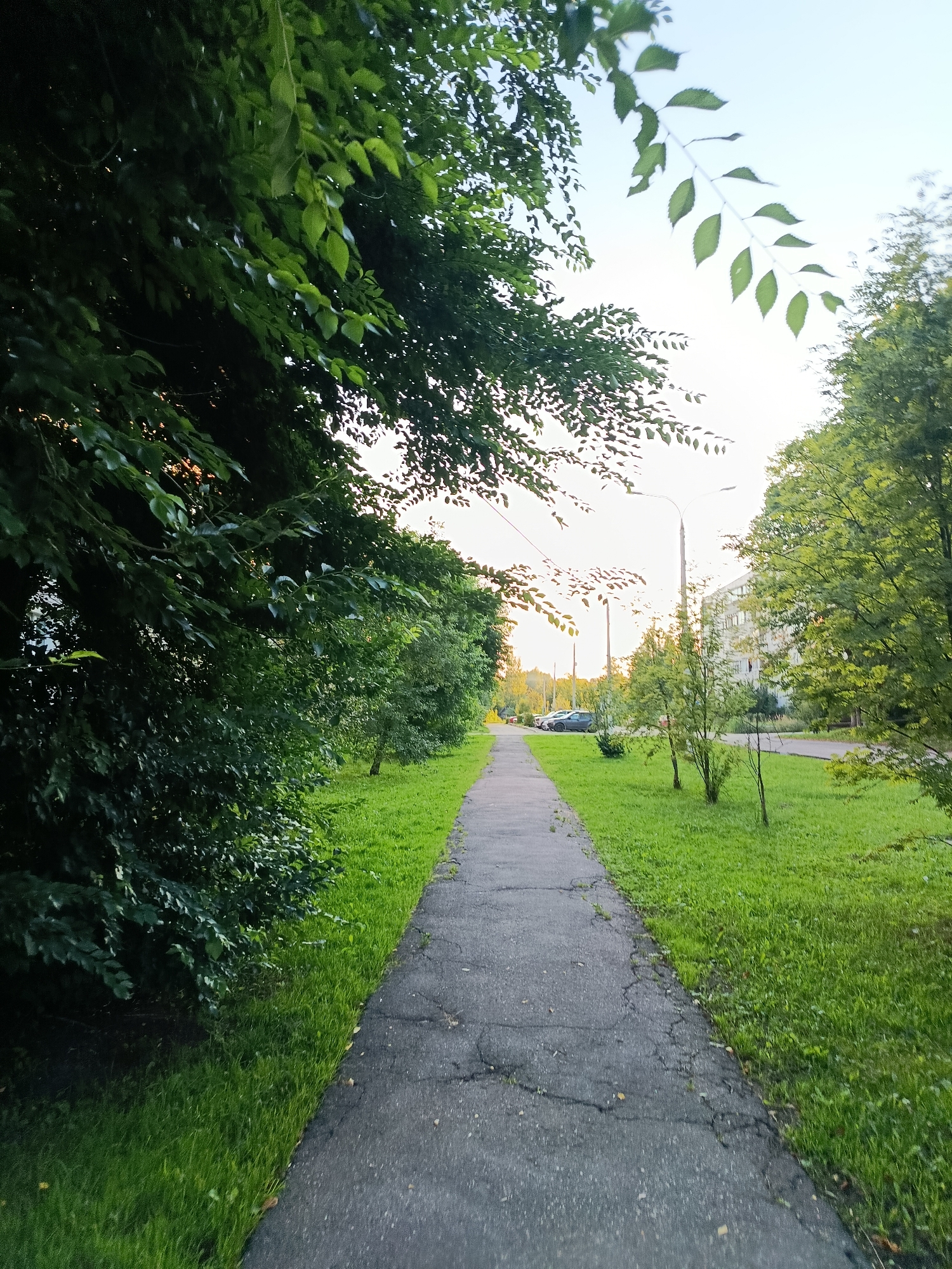 The image depicts a paved pedestrian walkway in Verеya, Russia, flanked by lush green grass and trees. On the left, dense foliage creates a shaded, natural boundary, while on the right, the grass continues, interrupted by small trees. In the background, a street is visible with parked cars and a multi-story building. A lamppost stands along the walkway, suggesting an urban or suburban setting. The sky is clear and bright, indicating daytime.