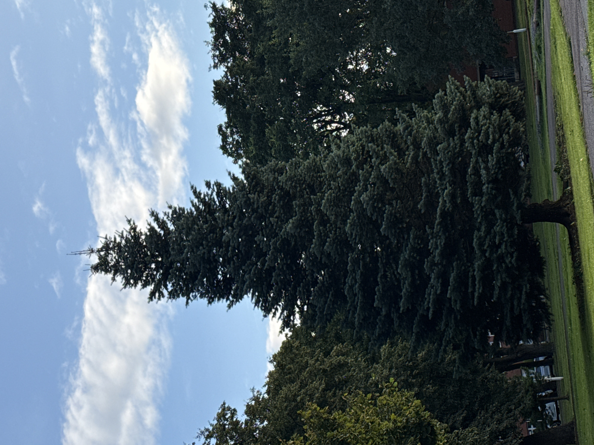The image shows a tall, dark green evergreen tree, likely a spruce, in the foreground, with a blue sky and scattered white clouds in the background. To the left and right of the evergreen are other trees with denser, lighter green foliage. In the distance, a brick building is partially visible through the trees, along with a parked car. The ground is covered in green grass, and a paved path runs through the scene. The lighting suggests it is daytime, possibly late afternoon due to the shadows. There are no people or animals visible in the image. The scene appears to be a park or a landscaped area within a city. Without specific landmarks or context, it is not possible to definitively identify the location as Tallinn, Estonia.