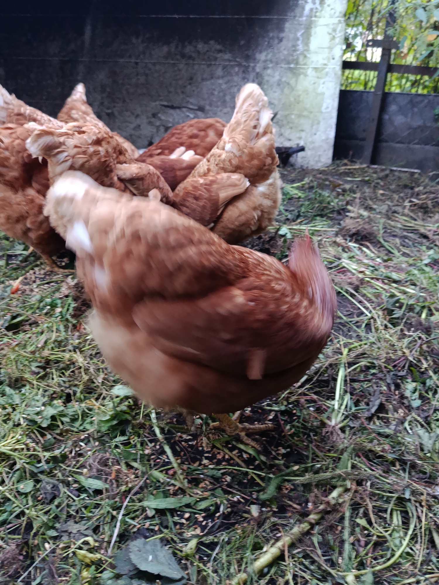 A group of brown hens are foraging in a grassy, debris-strewn area, possibly a farmyard or chicken coop, in Verea, Russia. The hens exhibit typical brown plumage. The ground is covered with a mixture of grass, straw, and other organic matter. In the background, a concrete structure, possibly a wall or building, is visible, along with a wooden fence and foliage suggesting an outdoor setting. The lighting indicates it is daytime. The overall scene is naturalistic and unposed.