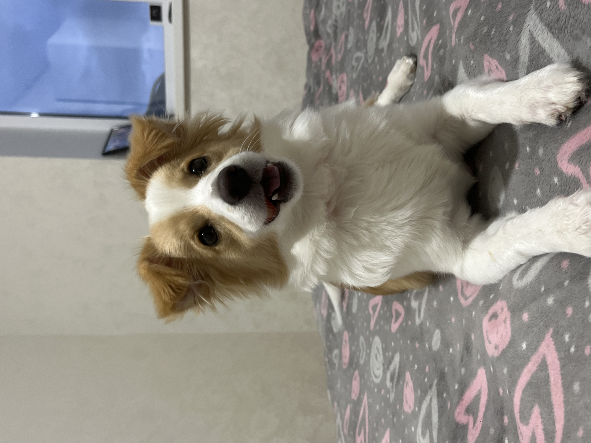 A medium shot depicts a dog lying on a bed. The dog, mostly white with tan markings on its head and ears, faces the camera with its mouth slightly open. Its paws are extended. The bedspread is gray with pink and white heart and swirl patterns. A window is visible in the background, showing a blue-tinged outdoor scene. The setting appears to be indoors, possibly a bedroom. The location is unknown.