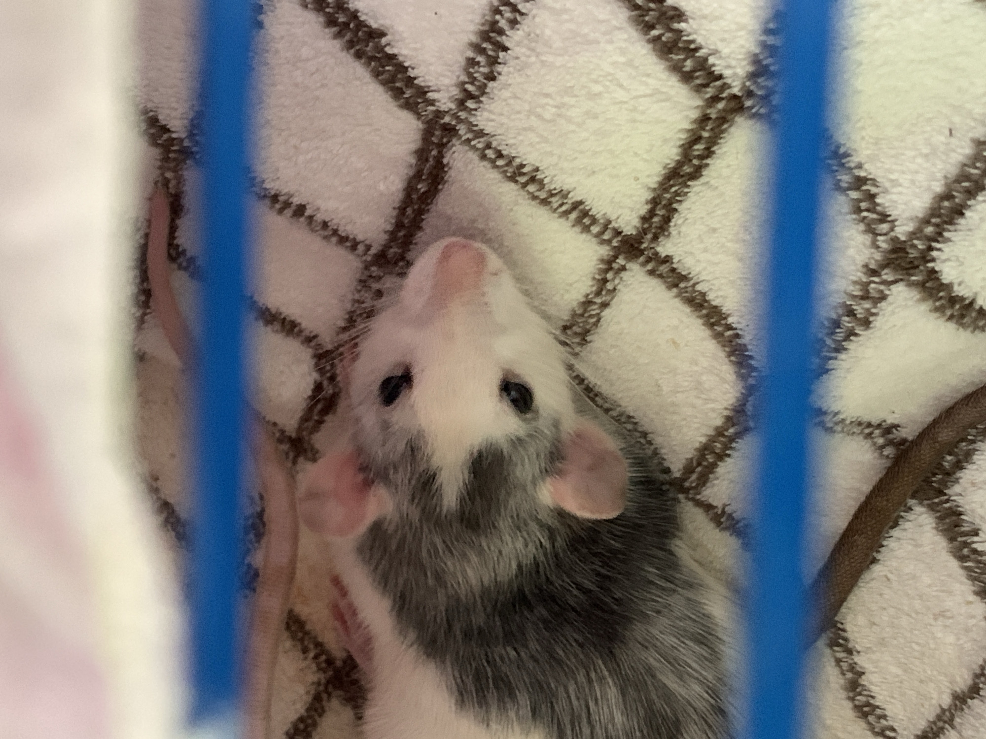A close-up, eye-level shot captures a pet rat resting on a white textured blanket with a brown diamond pattern. The rat, with white and gray fur, is curled on its side, facing towards the right of the frame. Its head is turned slightly upwards, revealing dark eyes and pink ears. The image is bisected horizontally by a blurry bright blue line, likely a cage bar. The background is out of focus, showing soft pink and white hues. The scene appears to be indoors, possibly in a domestic setting.