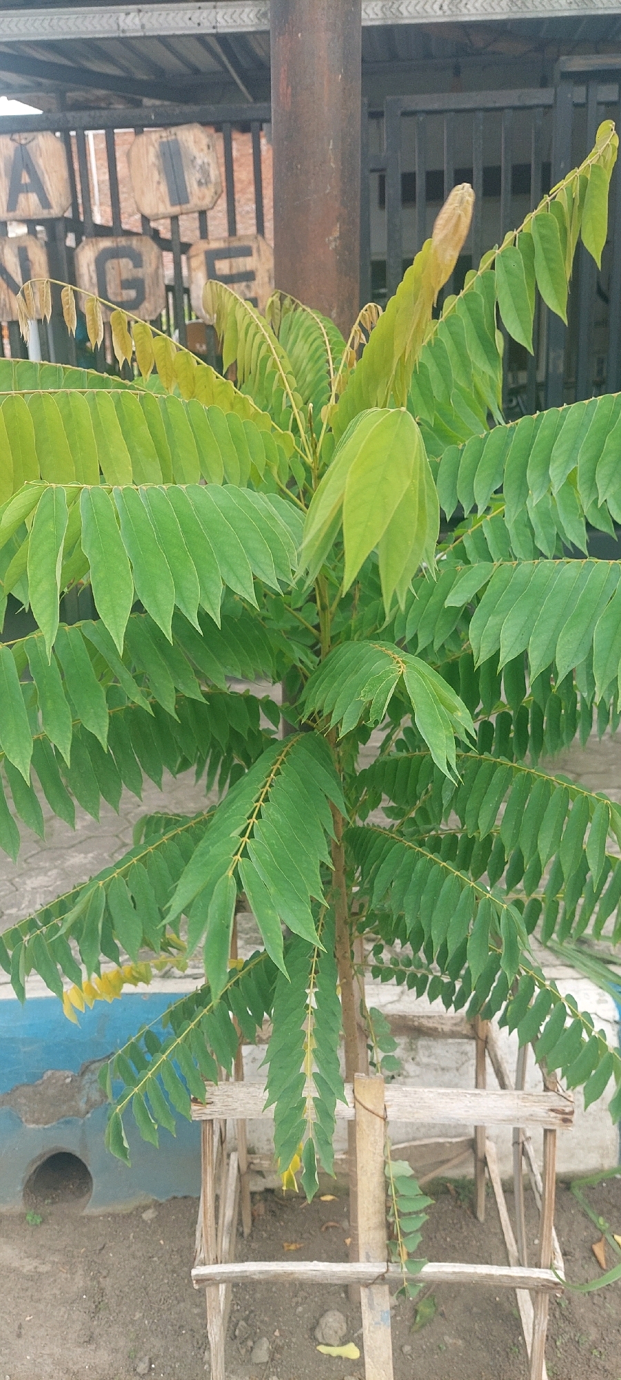 A young, leafy tree with small, pointed green leaves is the main subject of the image. The tree has a thin brown trunk and is supported by a simple wooden frame. In the background, a weathered metal gate is visible, and behind it, large wooden letters spelling "N GAGE" are mounted on a wall. The ground is covered in dirt and small pebbles, and a blue-painted section of a wall with a circular opening is visible to the left. The overall scene appears to be outdoors, possibly in a residential or commercial area within Lumajang, Indonesia, given the context of the provided information.