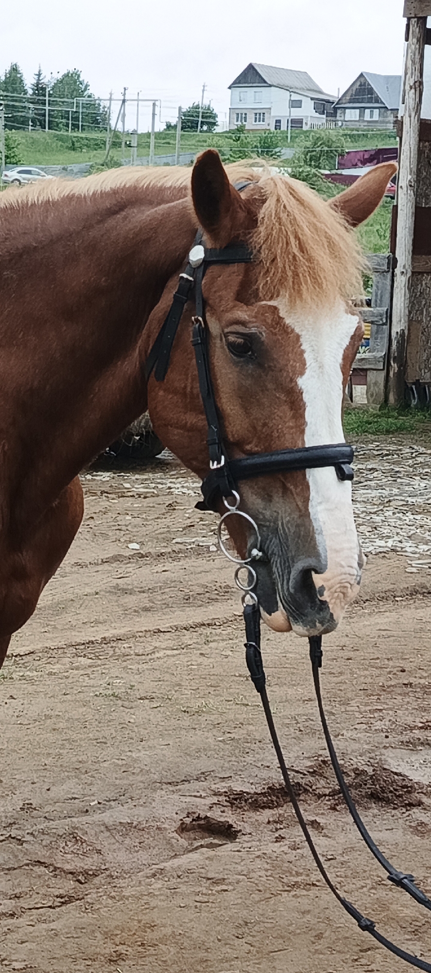 The image depicts a horse standing outdoors in Unknown, Unknown, under an overcast sky. The horse, a chestnut or bay with a blonde mane and a wide white blaze on its face, is facing slightly right, with its head and upper body occupying the majority of the frame. It wears a black bridle with a snaffle bit and black reins. The ground beneath the horse is packed dirt, tan to light brown, with visible textures and a slight depression or hoof print near the bottom center. In the mid-ground, beyond the horse, green grass and several evergreen trees are visible, along with a white car partially obscured on the far left. Two houses are present in the background; one is a light-colored, two-story structure with a dark roof and multiple windows, and the other is a darker, possibly wooden house with a dark roof. A rustic wooden structure or fence post is visible on the far right. No people are visible.