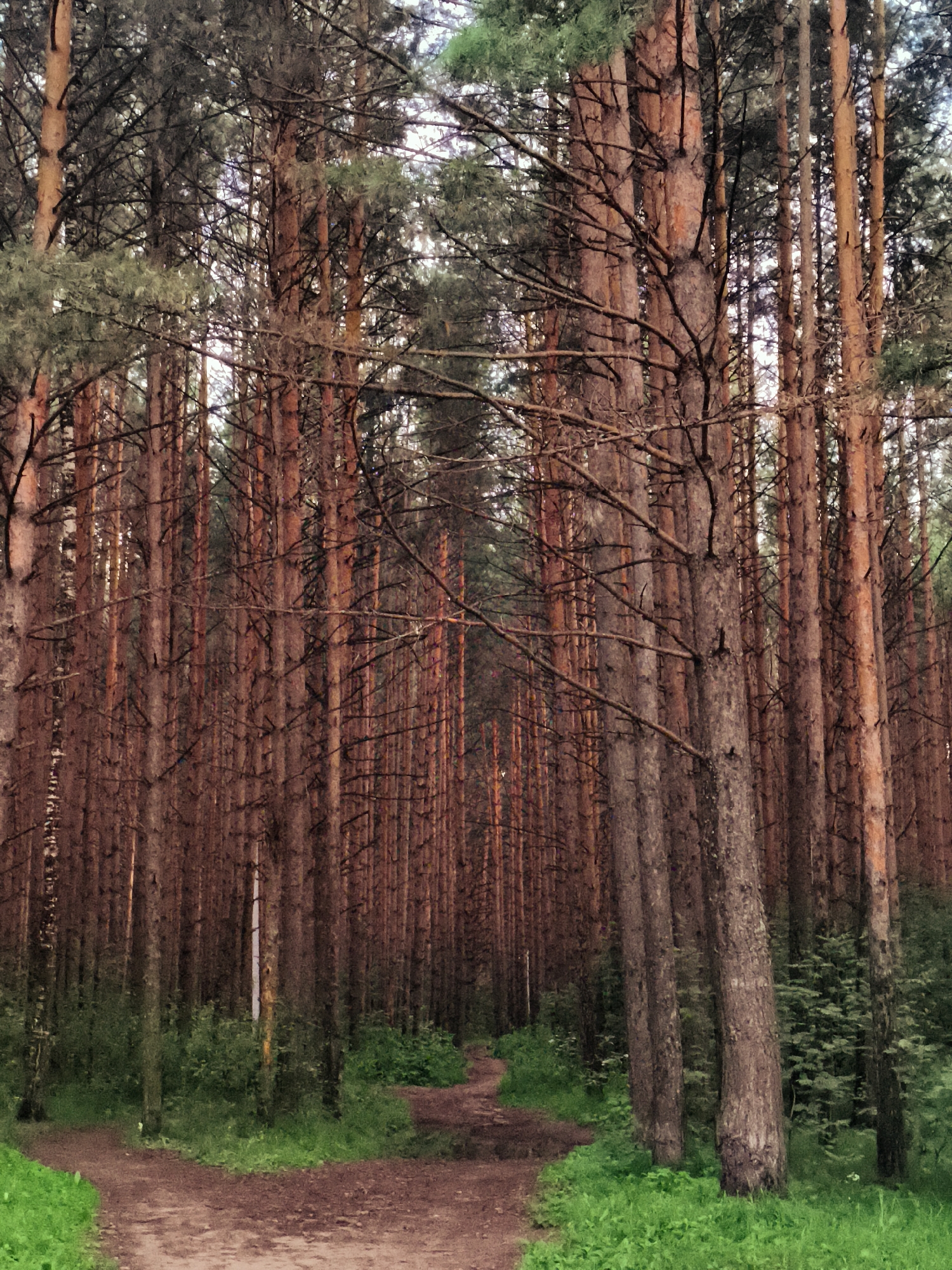 The image depicts a forest with tall, slender pine trees with reddish-brown bark. The trees are densely packed, creating a somewhat dim atmosphere. A dirt path branches into two directions, winding through the undergrowth of green shrubs and grass. The lighting suggests it may be late afternoon or early morning, with soft light filtering through the canopy. There are no people or animals visible in the scene. The location is identified as the forest bordering the Kama River in Chaikovsky, Russia.