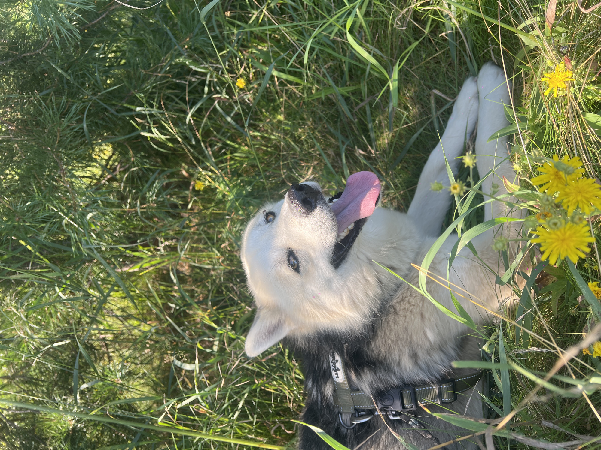 A Siberian husky lies in tall green grass, with yellow wildflowers in the foreground. The dog is facing right, with its head tilted up and its tongue hanging out. Its fur is white and gray. The dog is wearing a dark-colored harness. The background is blurred green grass and foliage. The image appears to be taken outdoors on a sunny day. There is no indication of a specific location within Mezhdurechenskiy, Russia.
