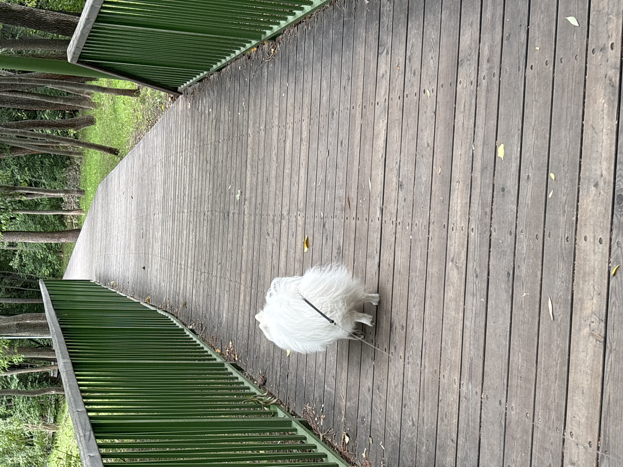 A white fluffy dog on a leash is walking away from the camera on a wooden boardwalk. The boardwalk has green metal railings on both sides and is surrounded by trees and grass. The scene appears to be a park or a nature trail. The lighting suggests it is daytime. The location is not specified in the image, and therefore it cannot be determined to be the city of Kazan, Russia.