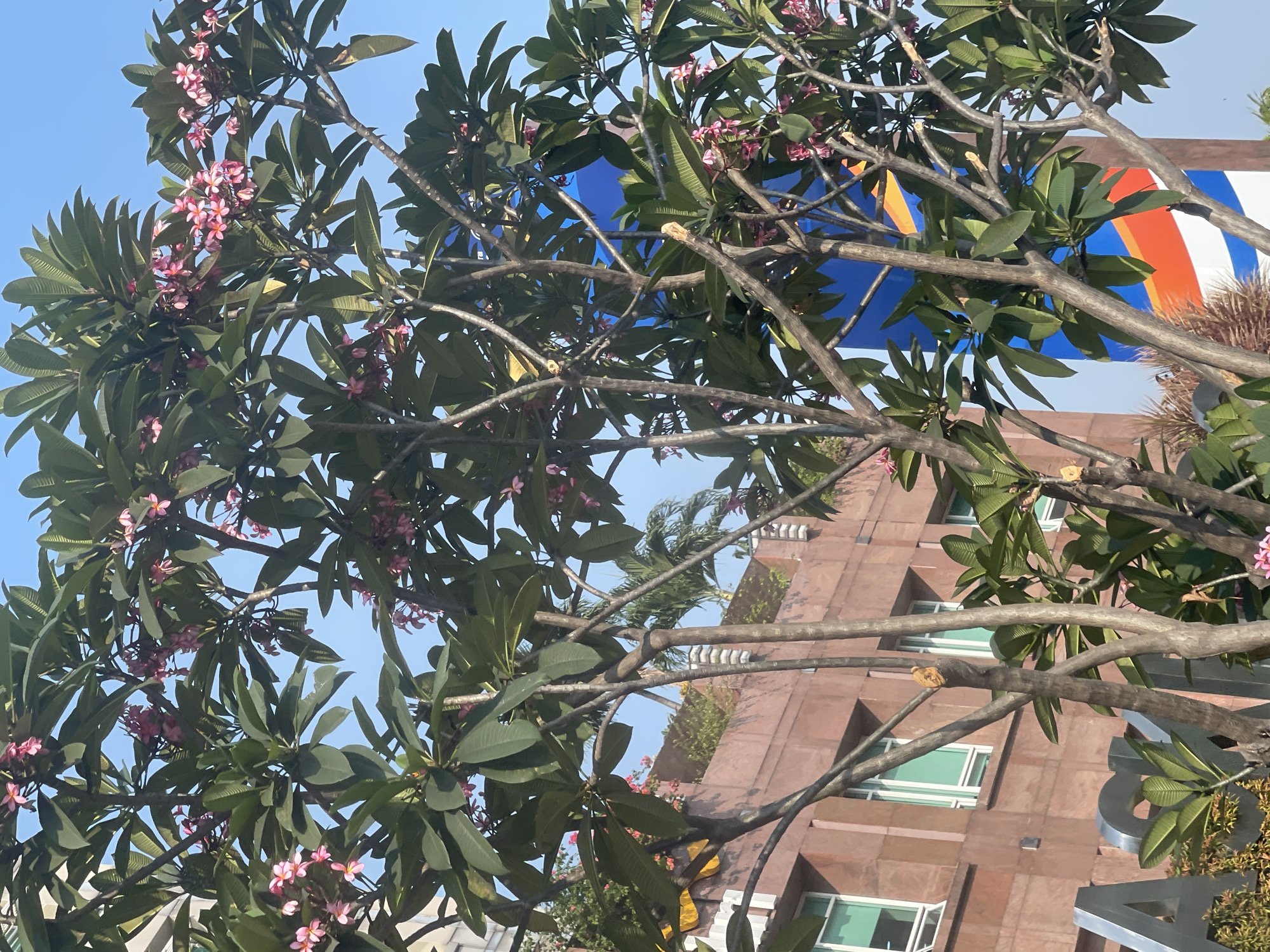 The image shows a flowering tree with pink blossoms in the foreground, obscuring a portion of the background. Behind the tree, there is a low-rise building with a reddish-brown facade and green-trimmed windows. Above the building, a section of a blue cylindrical structure with white, orange, and blue stripes is visible. The overall scene suggests an outdoor urban environment in Central Jakarta, Indonesia. No people are present in the image.