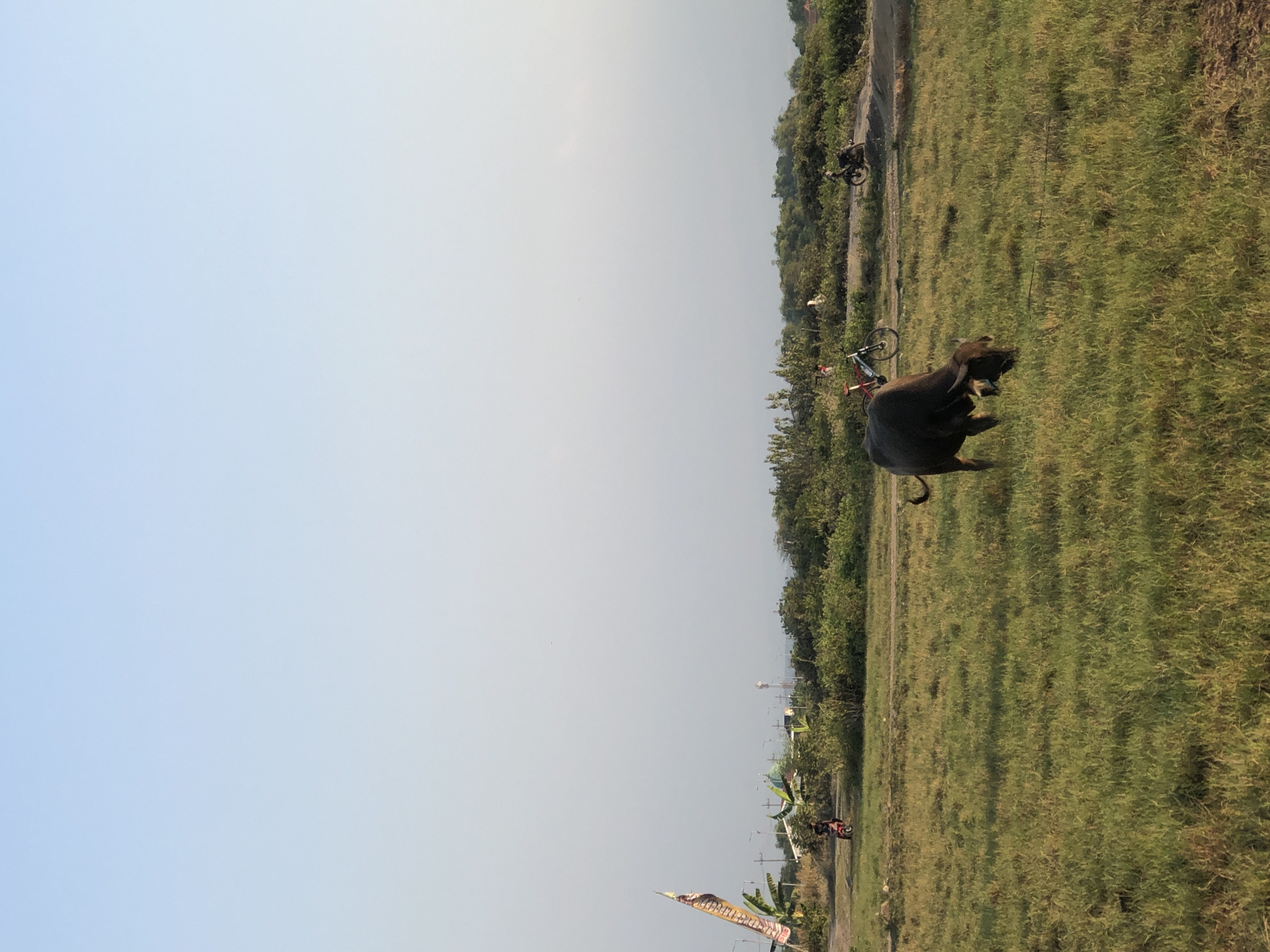In Gempolsari, Indonesia, under a clear, pale blue sky, a water buffalo grazes in a grassy field. The buffalo, a dark brown color, is positioned in the lower center of the frame, its head down as it eats. In the background, a line of green trees and bushes stretches across the horizon. To the left, a tall flag with yellow and brown markings stands near a dirt path. A person on a motorcycle is visible on the path, moving away from the flag. Further to the right, two bicycles are parked near the tree line, and another motorcycle is on a dirt track beyond them. The overall environment suggests a rural or semi-rural setting.