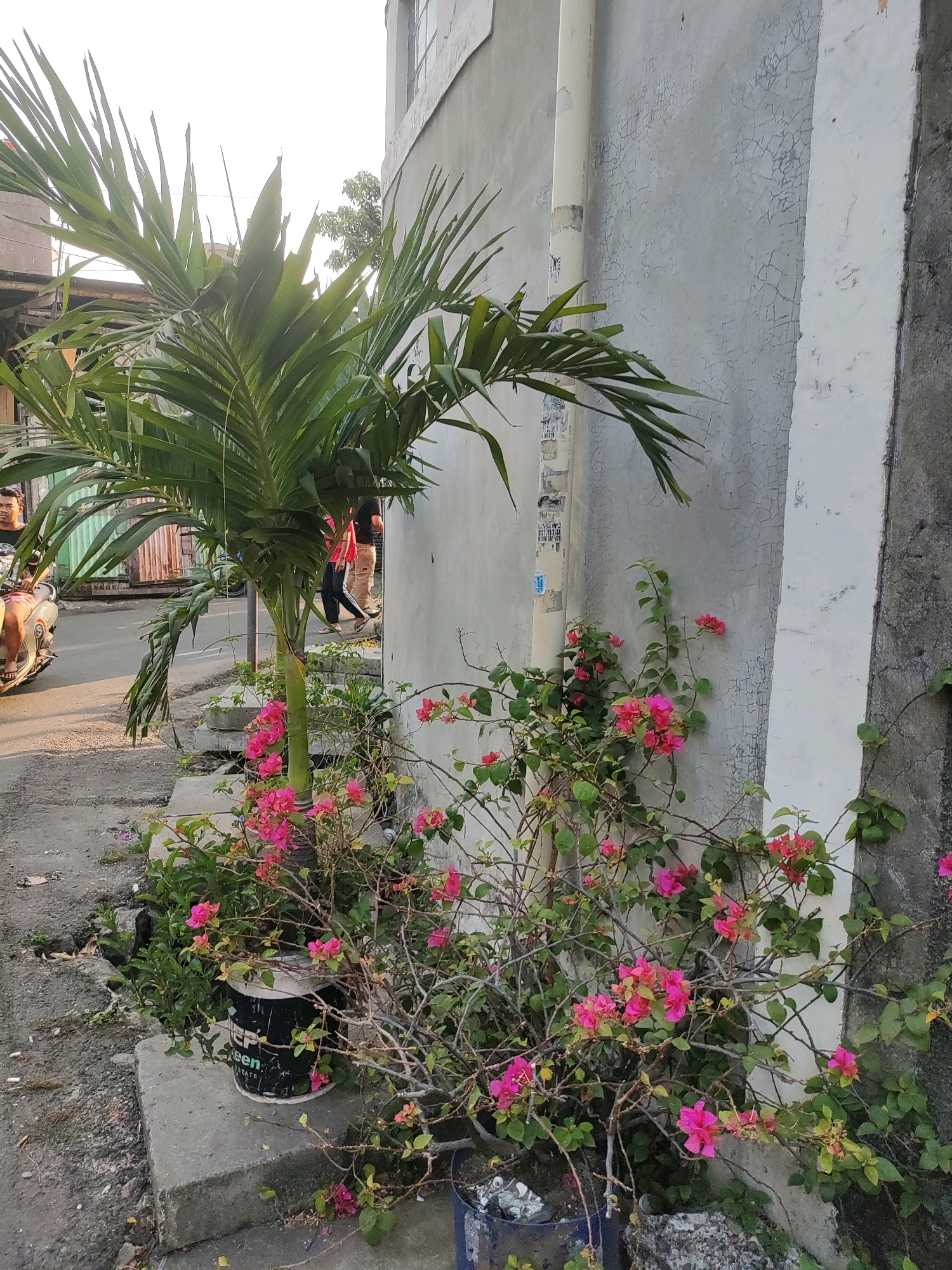 A low-angle, medium shot captures a palm tree and flowering bushes adjacent to a weathered concrete wall, likely in East Jakarta, Indonesia. The wall, painted a light gray, shows signs of age with visible cracks and peeling paint, interspersed with a vertical white support beam. A beige downspout runs vertically alongside the wall.
In the foreground, a potted palm tree with long, green fronds stands to the left. In front of it, a dense arrangement of flowering bushes, predominantly displaying bright pink flowers, spills out from a large, black, cylindrical container. The container has white text on its side, with "EEN" partially visible. To the right of this, another blue pot holds more of the pink-flowering plants. The ground is a mix of asphalt and cracked concrete steps.
In the mid-ground, to the left, a paved area is visible. A person is riding a light-colored motorcycle, facing the viewer. Further back, two individuals are walking away from the camera, one wearing a red shirt and the other a dark shirt and light-colored pants. Behind them are corrugated metal structures and what appears to be a building with a light-colored water tank on its roof. The overall lighting suggests it is late afternoon or early morning, with long shadows cast across the scene.