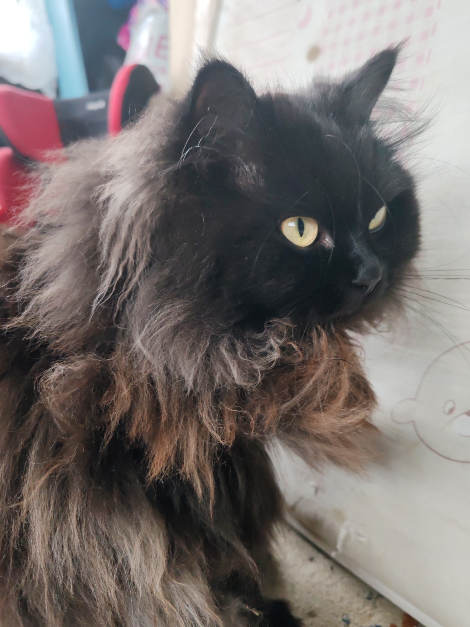 A close-up, medium shot captures a black, long-haired cat with striking yellow eyes. The cat's fur is a mixture of black, gray, and brown, with a fluffy mane around its neck. It is looking to the right of the frame, with its ears perked up. The background is out of focus, showing a wall with a pink patterned design and a hint of a red and black chair. There is no indication of the location being in Чухлэм, Russia.