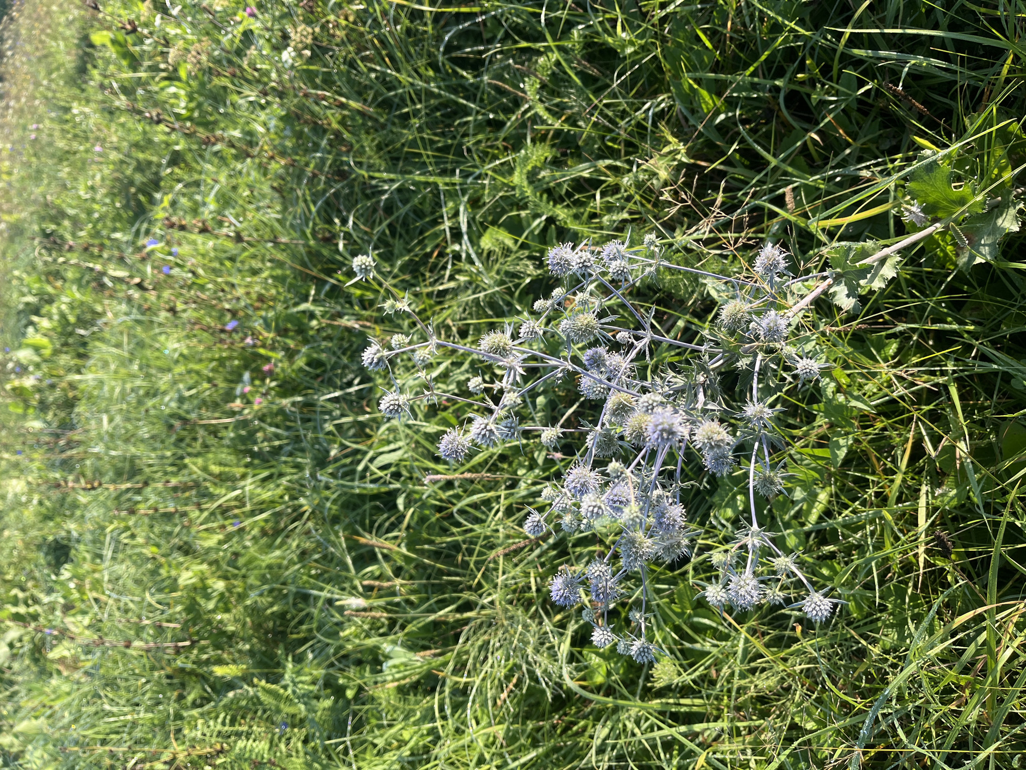 A close-up, high-angle shot captures a field of green grass with morning dew. A prominent blue thistle plant, with spiky, globe-shaped flowers, stands in the foreground, slightly off-center to the left. The surrounding grass is lush and appears undisturbed. The scene is devoid of any human presence or artificial structures, suggesting a natural, undeveloped area. The light suggests it is early morning. The location is a field in Blagoveshchensk, Russia.