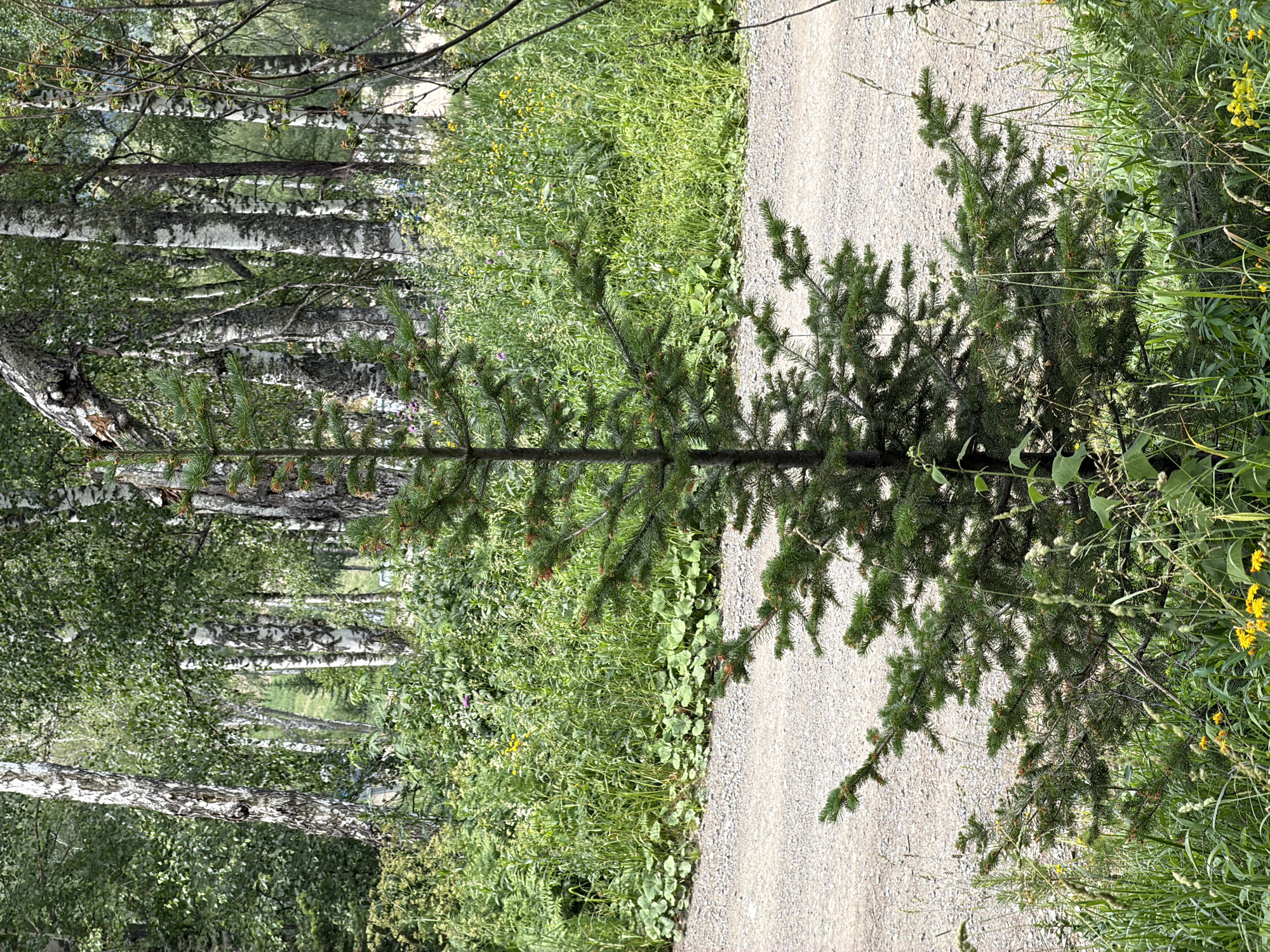 The image depicts a serene natural scene, likely a forest path in Озерное (майминский), Russia. The composition is dominated by lush greenery and a gravel path that runs diagonally across the frame. In the foreground, a young evergreen tree with dark green needles casts a shadow on the path. To the left, a stand of birch trees with their characteristic white and black bark creates a striking visual contrast. Their slender trunks are interspersed with the dense foliage of other trees. The background is filled with a vibrant mix of grasses, wildflowers, and other vegetation, suggesting a time of year when nature is in full bloom, likely spring or summer. The bright sunlight indicates it is daytime, and the overall atmosphere is peaceful and tranquil. There is no visible text in the image. The scene captures the essence of a quiet walk through a wooded area, inviting a sense of calm and immersion in nature.