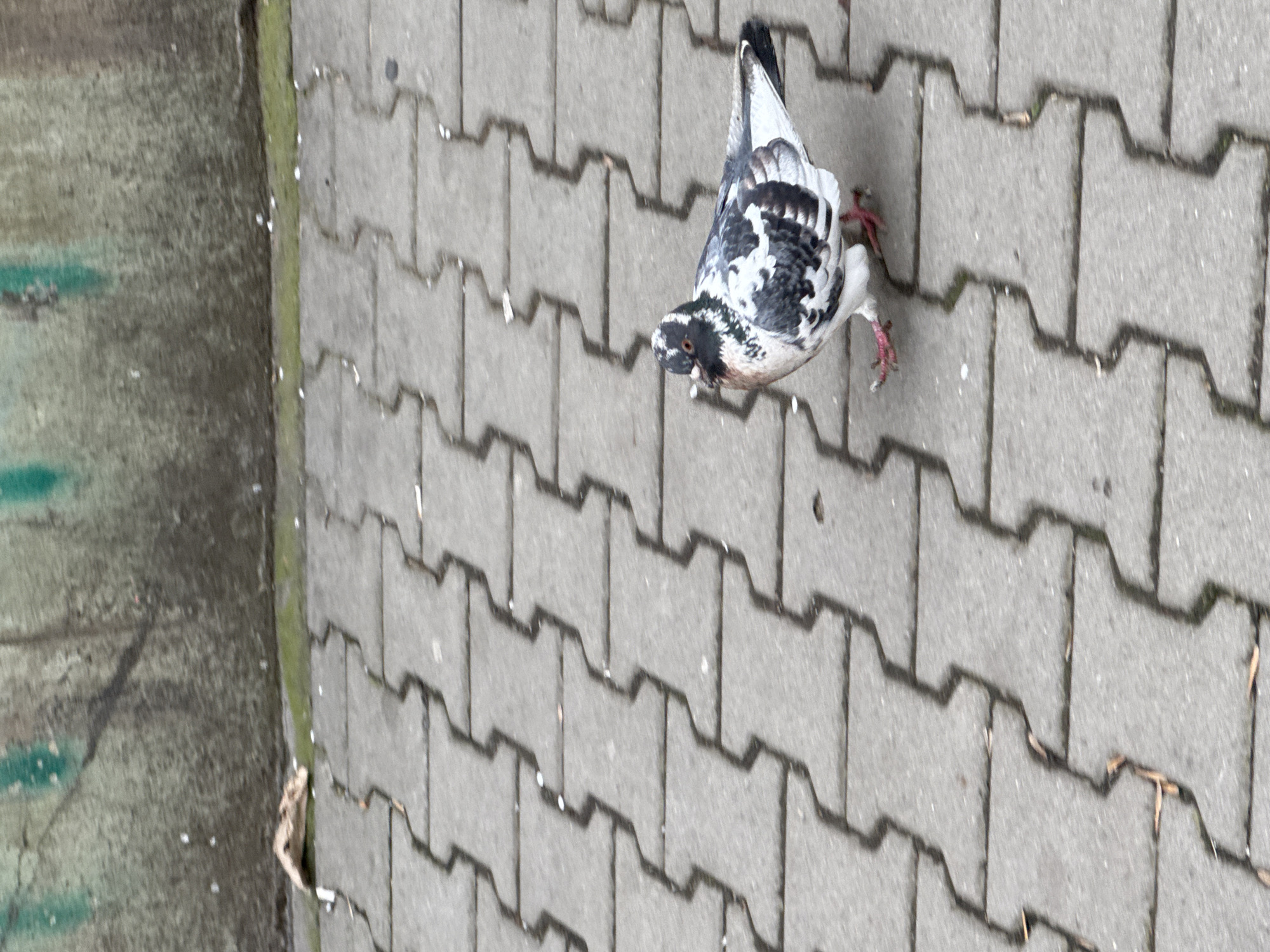 A pigeon with black and white speckled plumage is standing on a paved walkway constructed of gray interlocking pavers. The pigeon is oriented towards the left, with its head lowered to the ground as if pecking at something. The paving extends to the right, while on the left, a gray, textured concrete structure is visible along the edge of the walkway. The location is in the city of Sofia, Bulgaria.