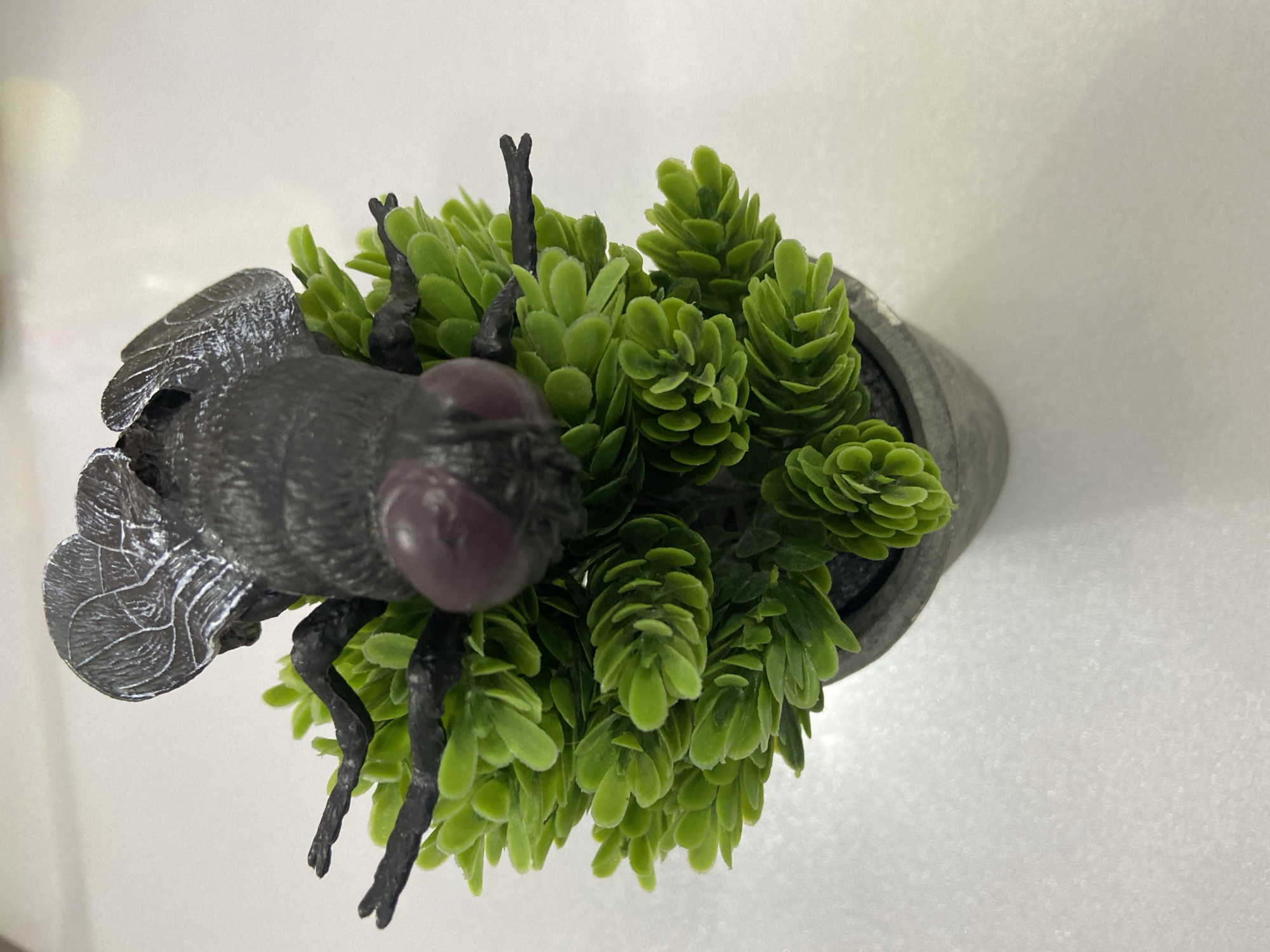 A top-down shot shows a potted plant with a large, artificial black fly perched on top. The plant is a small, dense arrangement of green, scale-like leaves. The fly has large, round, purple eyes and black legs that protrude into the plant. The pot is a grey, cylindrical shape. The background is a plain, white surface. The location is not identifiable from the image and cannot be confirmed as Уральское, Russia.