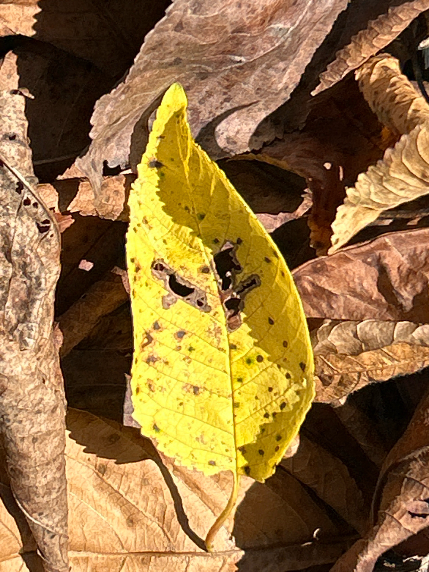 A close-up, high-angle shot captures a bright yellow leaf, detailed with small dark spots and several holes, resting on a bed of fallen brown and tan leaves. The surrounding leaves are dry and textured, some appearing brittle. The lighting suggests an outdoor environment, with shadows cast across the leaves, indicating a sunny day. The composition focuses on the textures and colors of autumn foliage. This image was taken in McKees Rocks, United States.